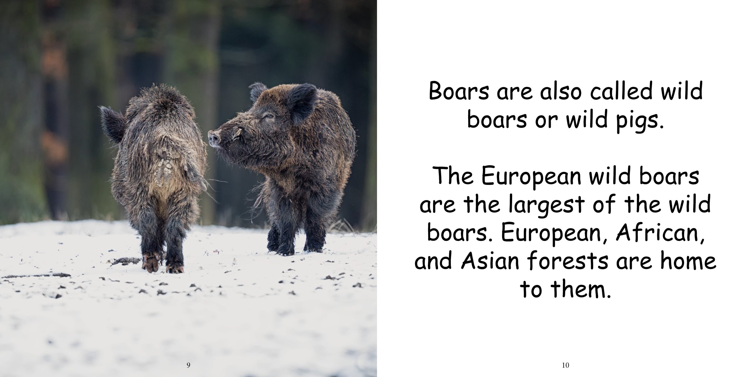 Everything about Boars - Animal Series7.jpg
