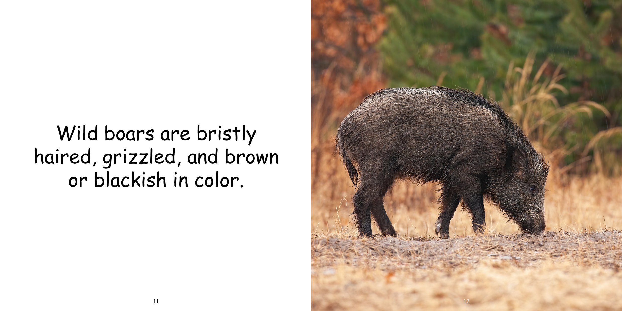 Everything about Boars - Animal Series8.jpg