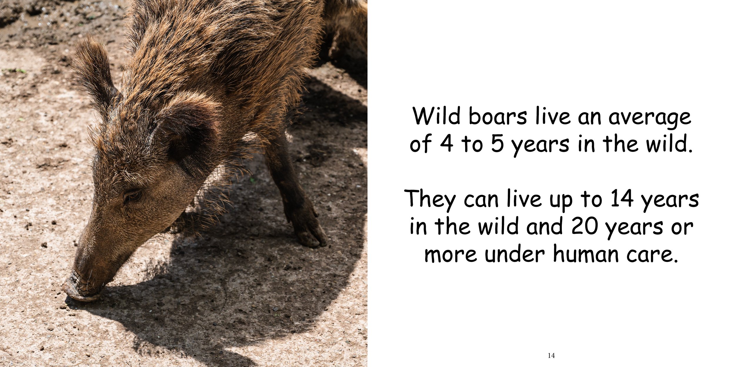 Everything about Boars - Animal Series9.jpg
