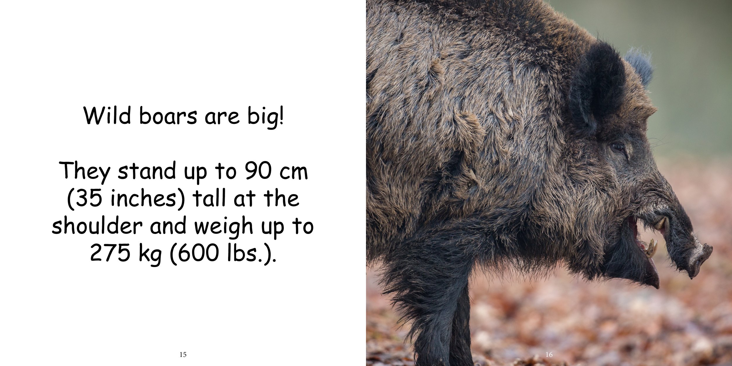 Everything about Boars - Animal Series10.jpg