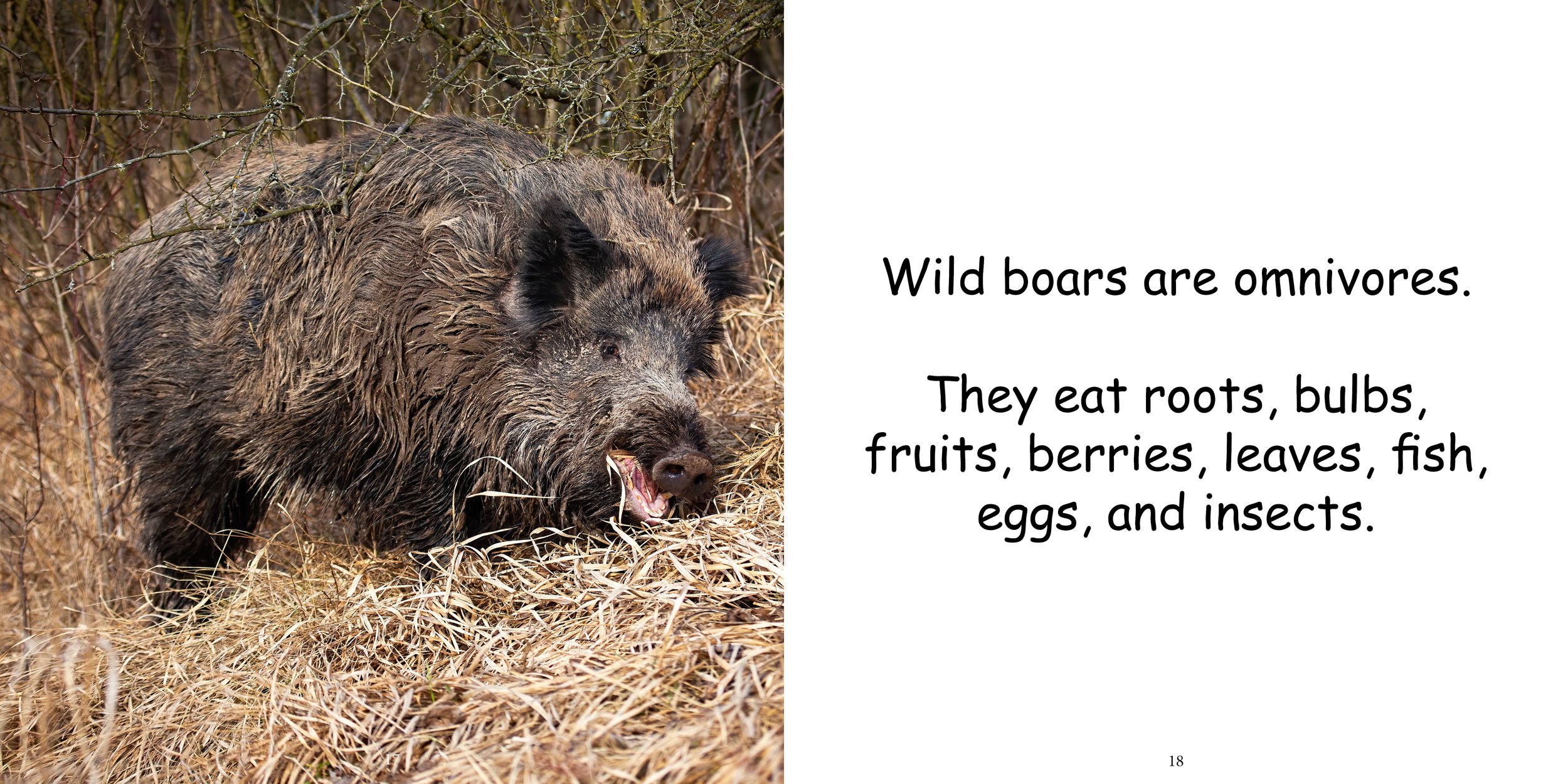 Everything about Boars - Animal Series11.jpg