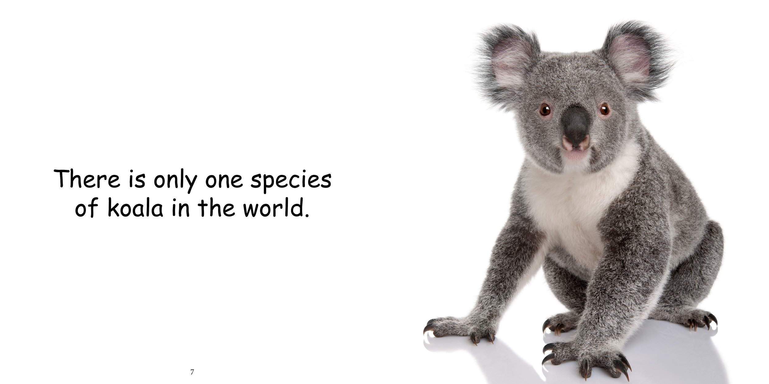 Everything about Koala - Animal Series6.jpg