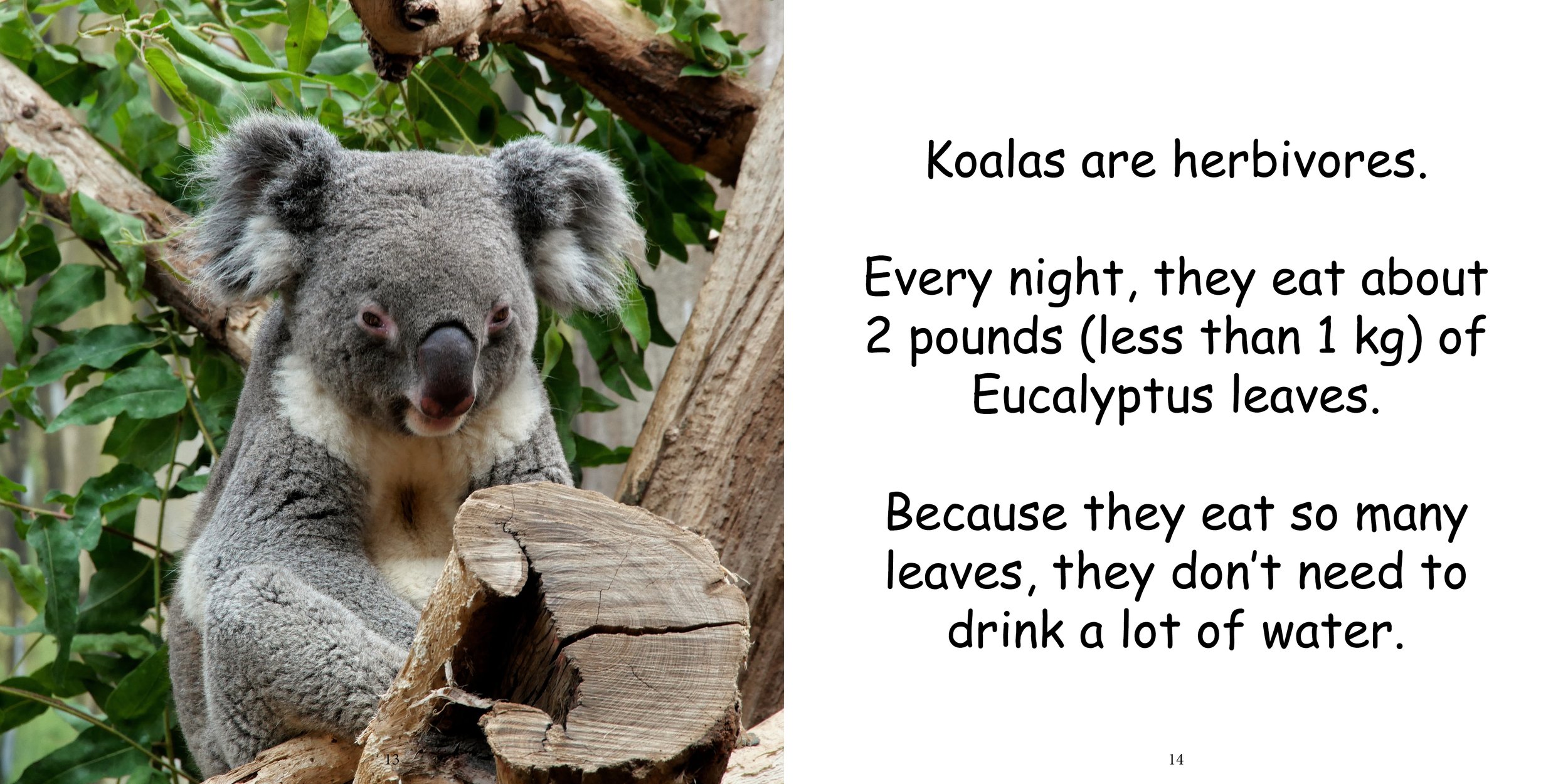 Everything about Koala - Animal Series9.jpg