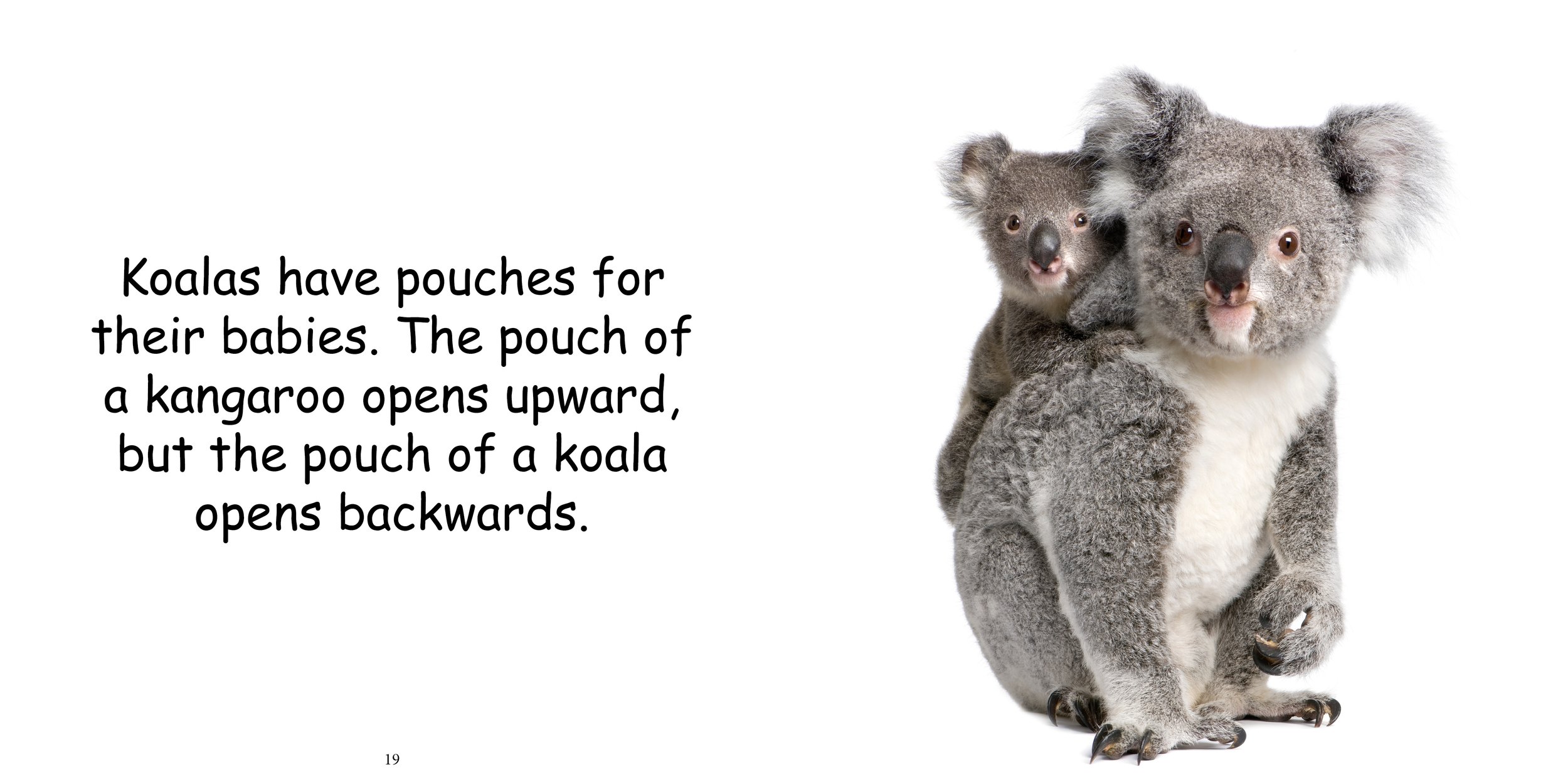 Everything about Koala - Animal Series12.jpg
