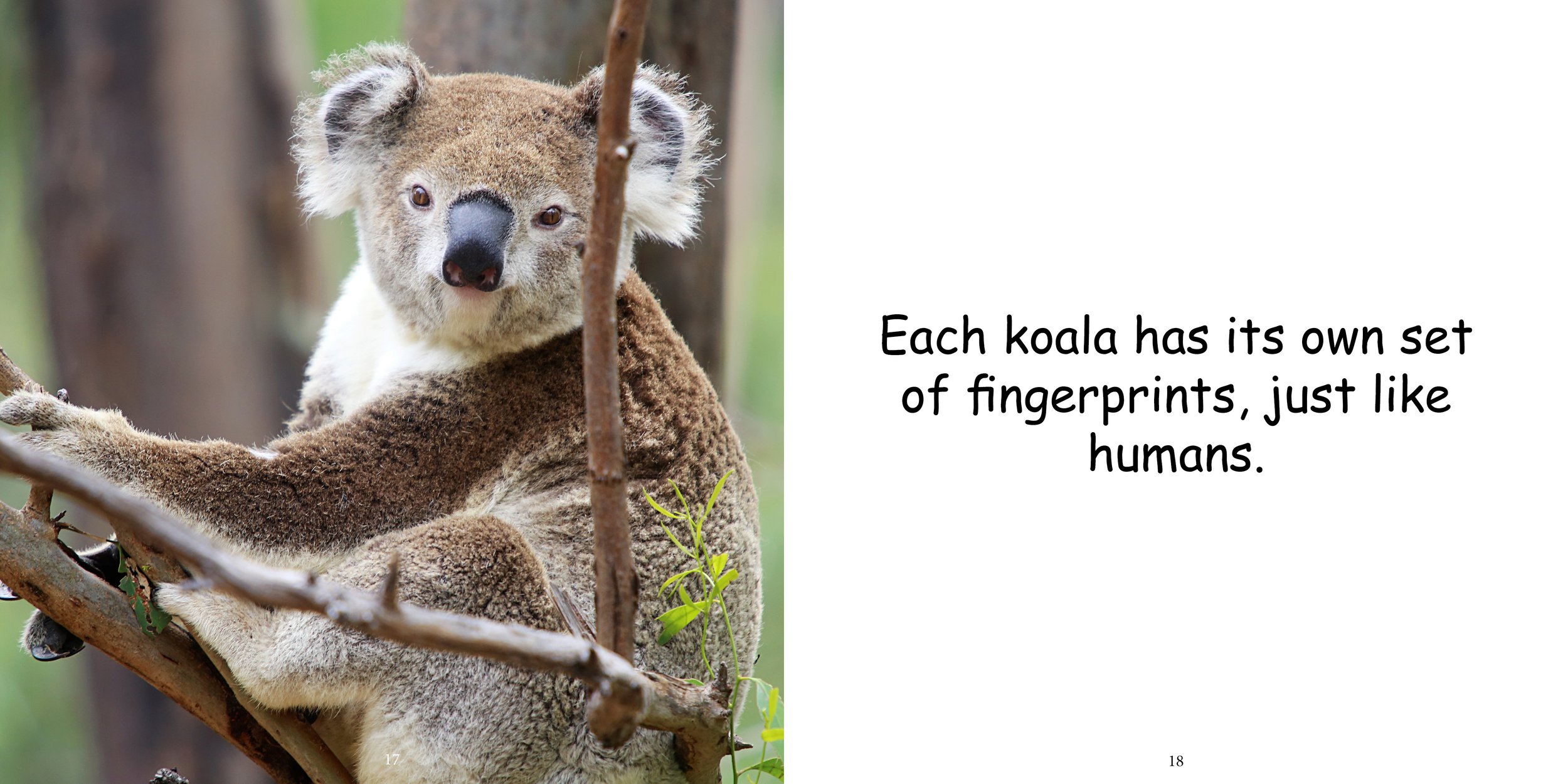 Everything about Koala - Animal Series11.jpg
