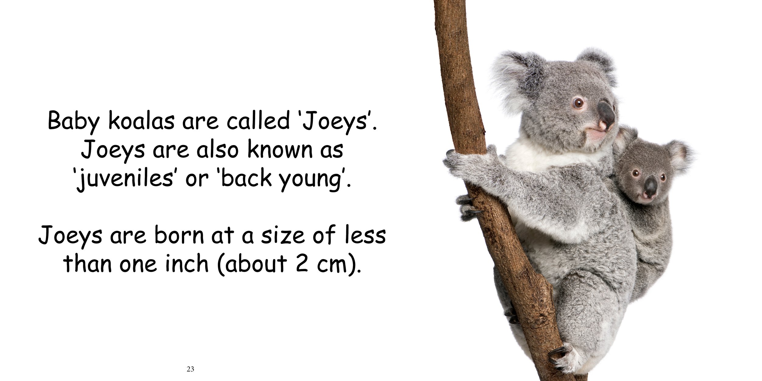 Everything about Koala - Animal Series14.jpg