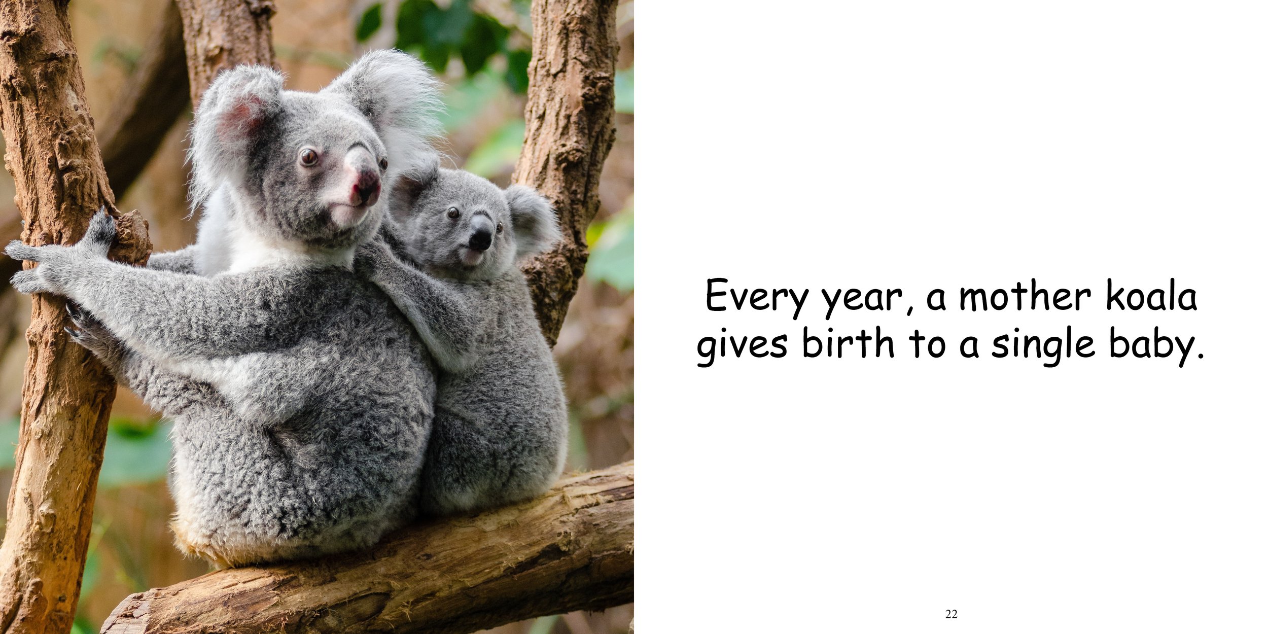 Everything about Koala - Animal Series13.jpg