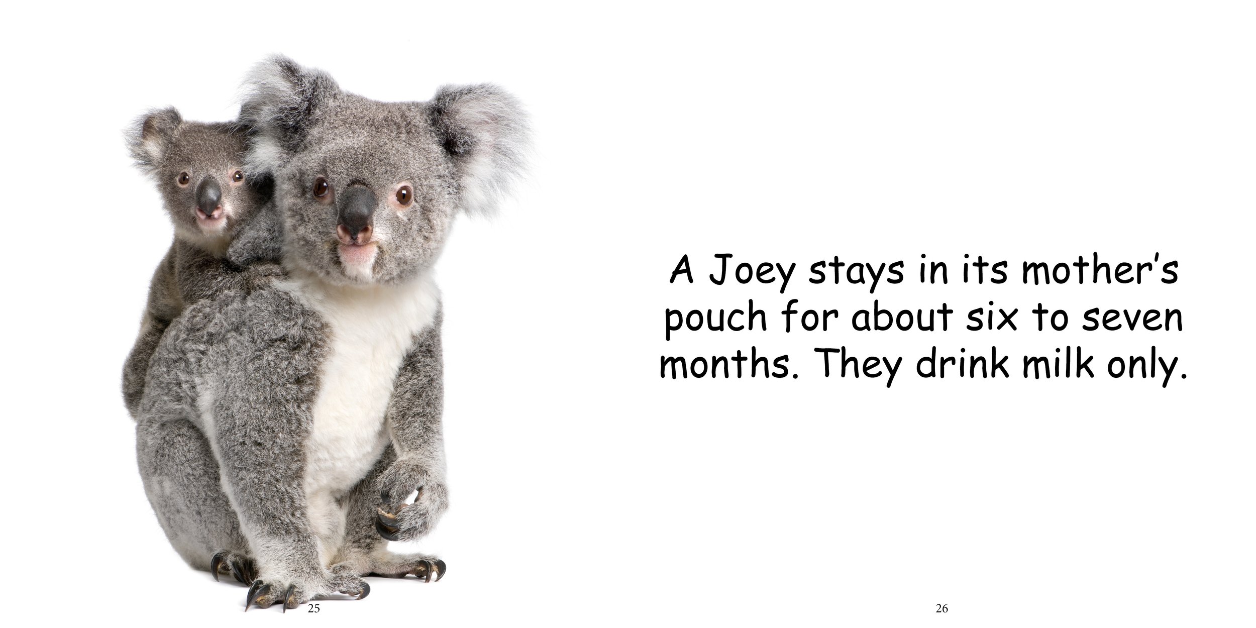 Everything about Koala - Animal Series15.jpg