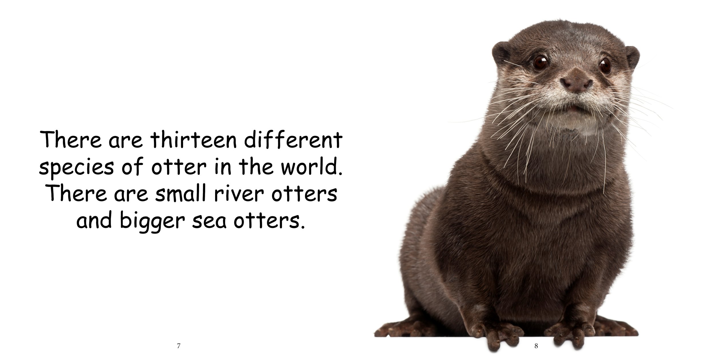 Everything about Otters - Animal Series6.jpg