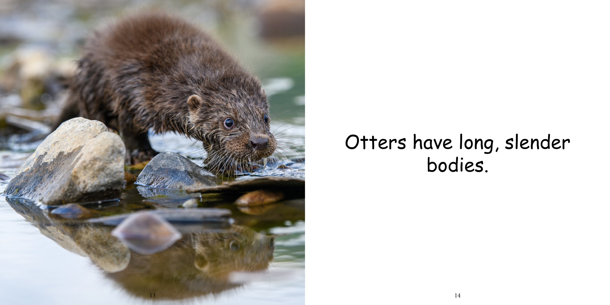 Everything about Otters - Animal Series9.jpg