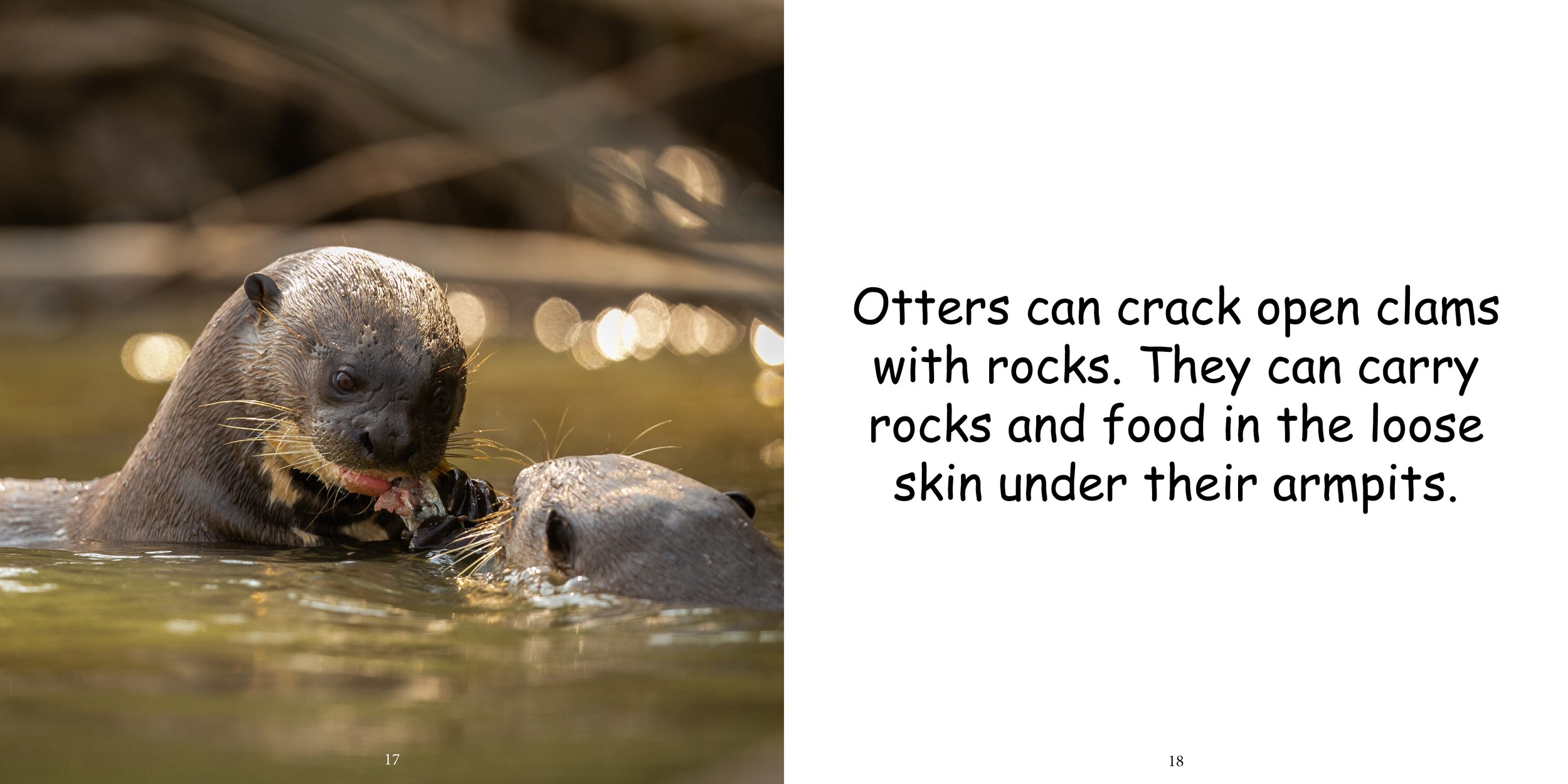 Everything about Otters - Animal Series11.jpg