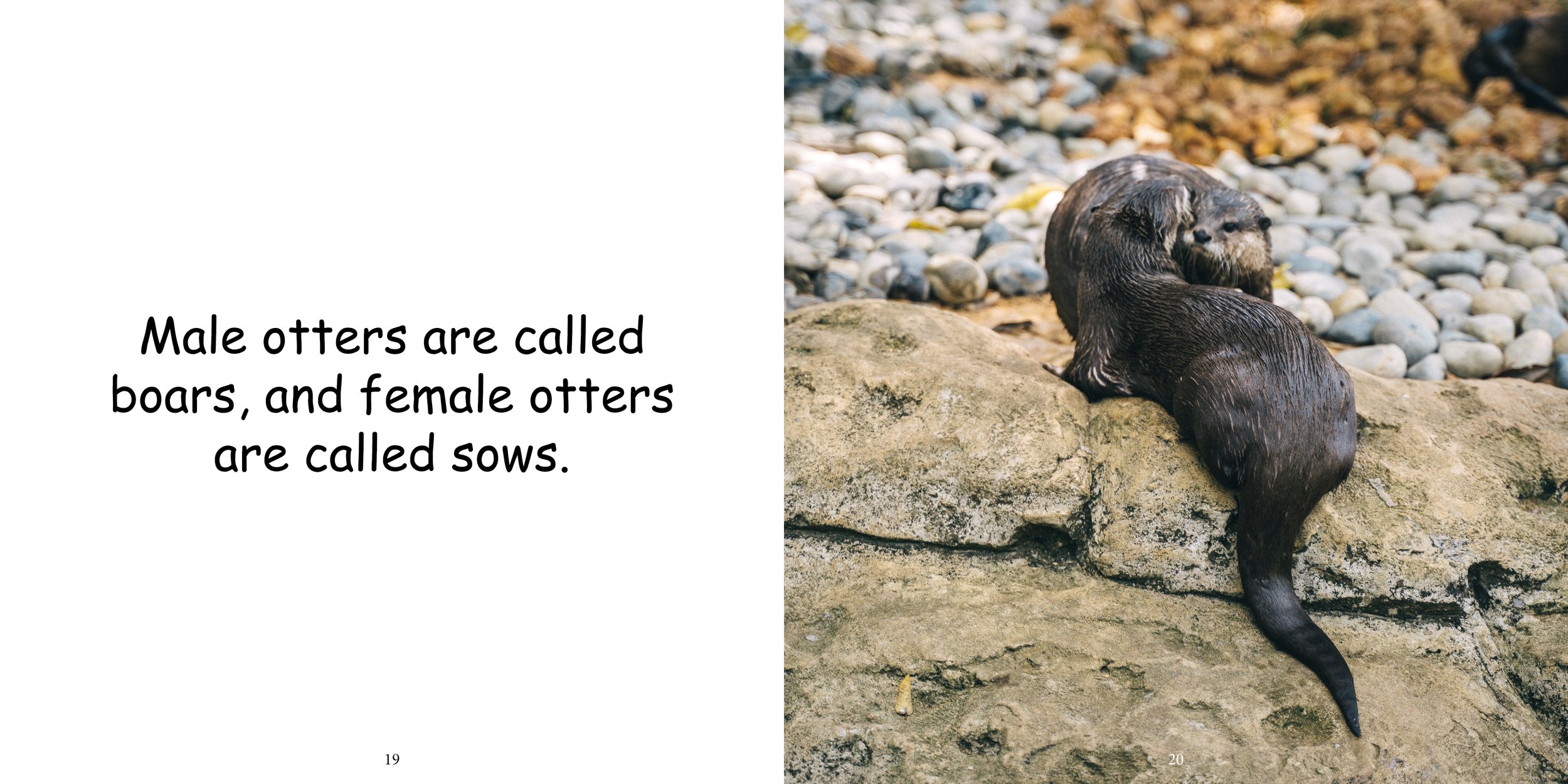 Everything about Otters - Animal Series12.jpg