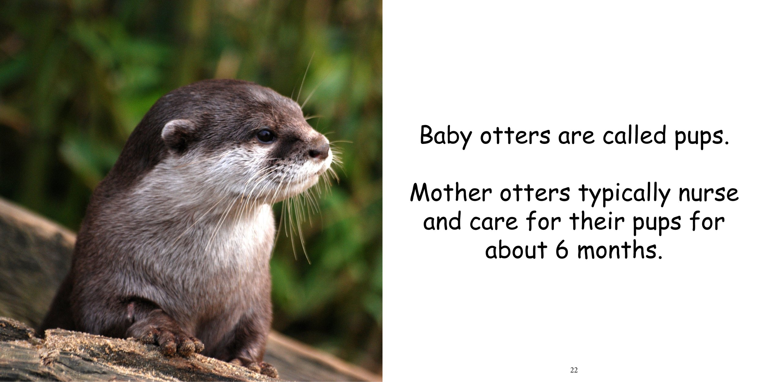 Everything about Otters - Animal Series13.jpg