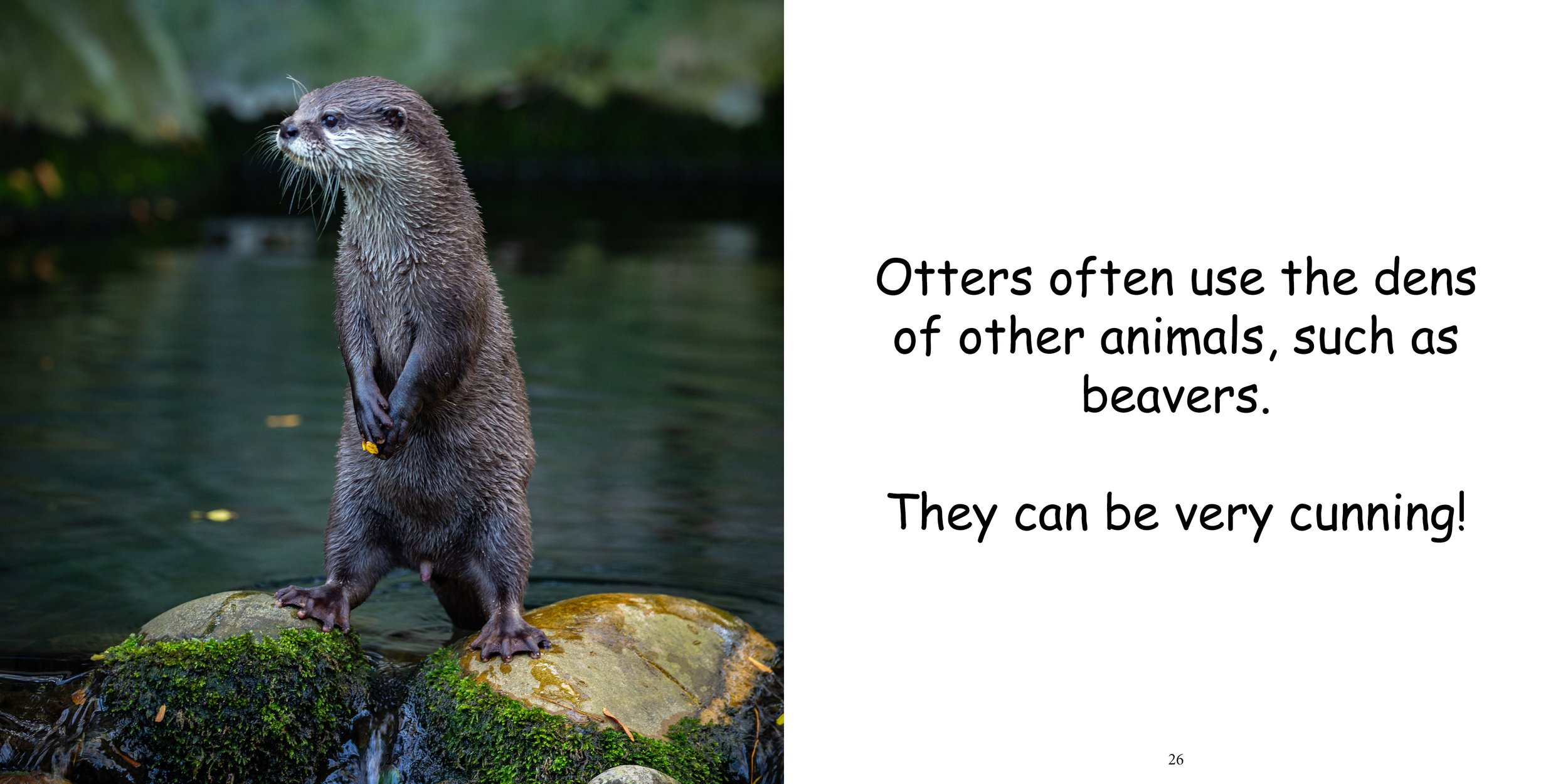 Everything about Otters - Animal Series15.jpg