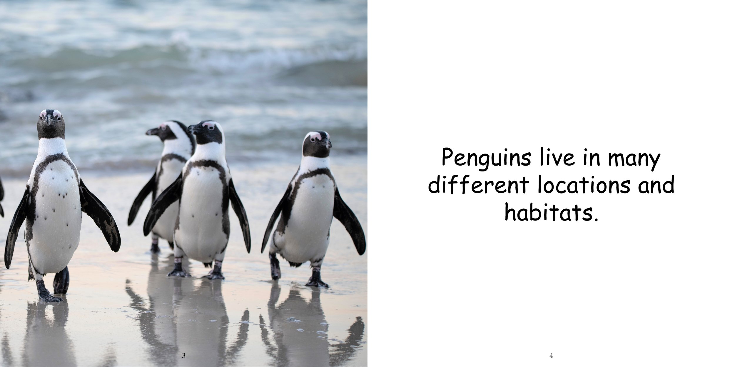 Everything about Penguins - Animal Series7.jpg