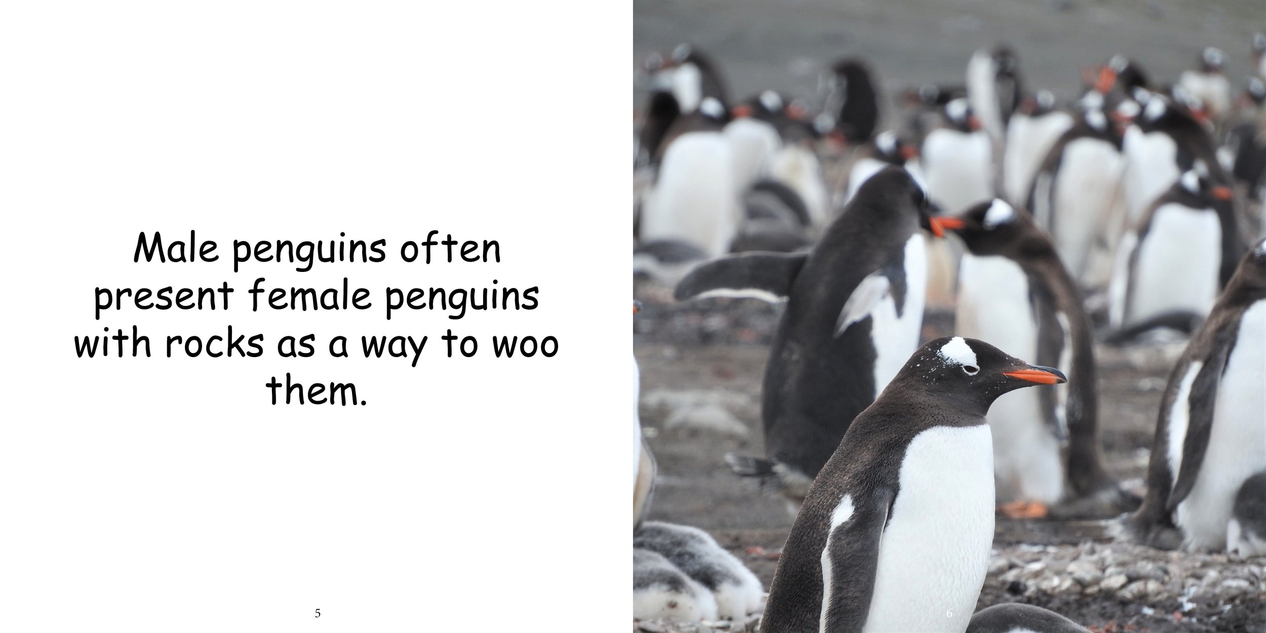 Everything about Penguins - Animal Series8.jpg