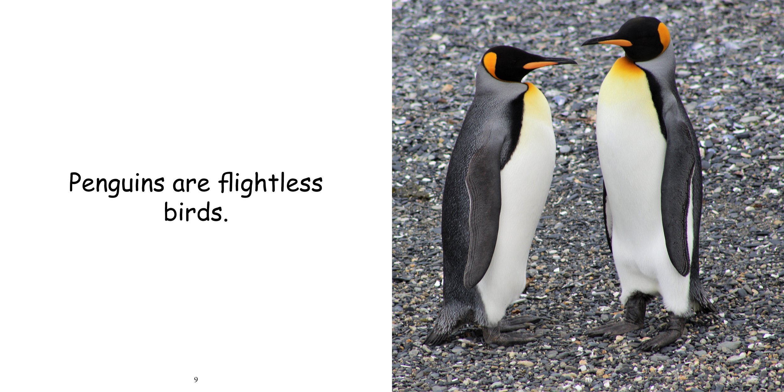 Everything about Penguins - Animal Series10.jpg