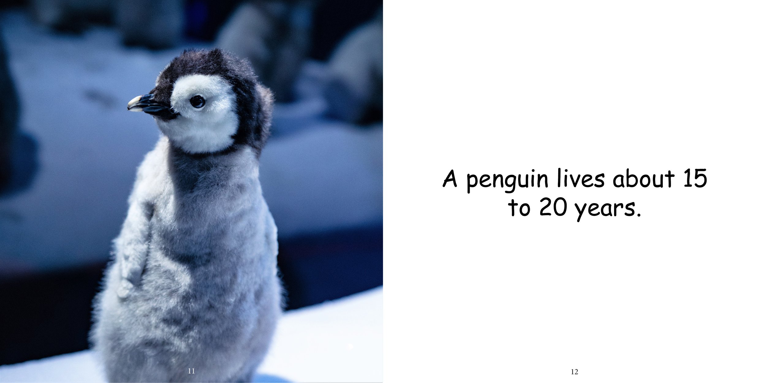 Everything about Penguins - Animal Series11.jpg