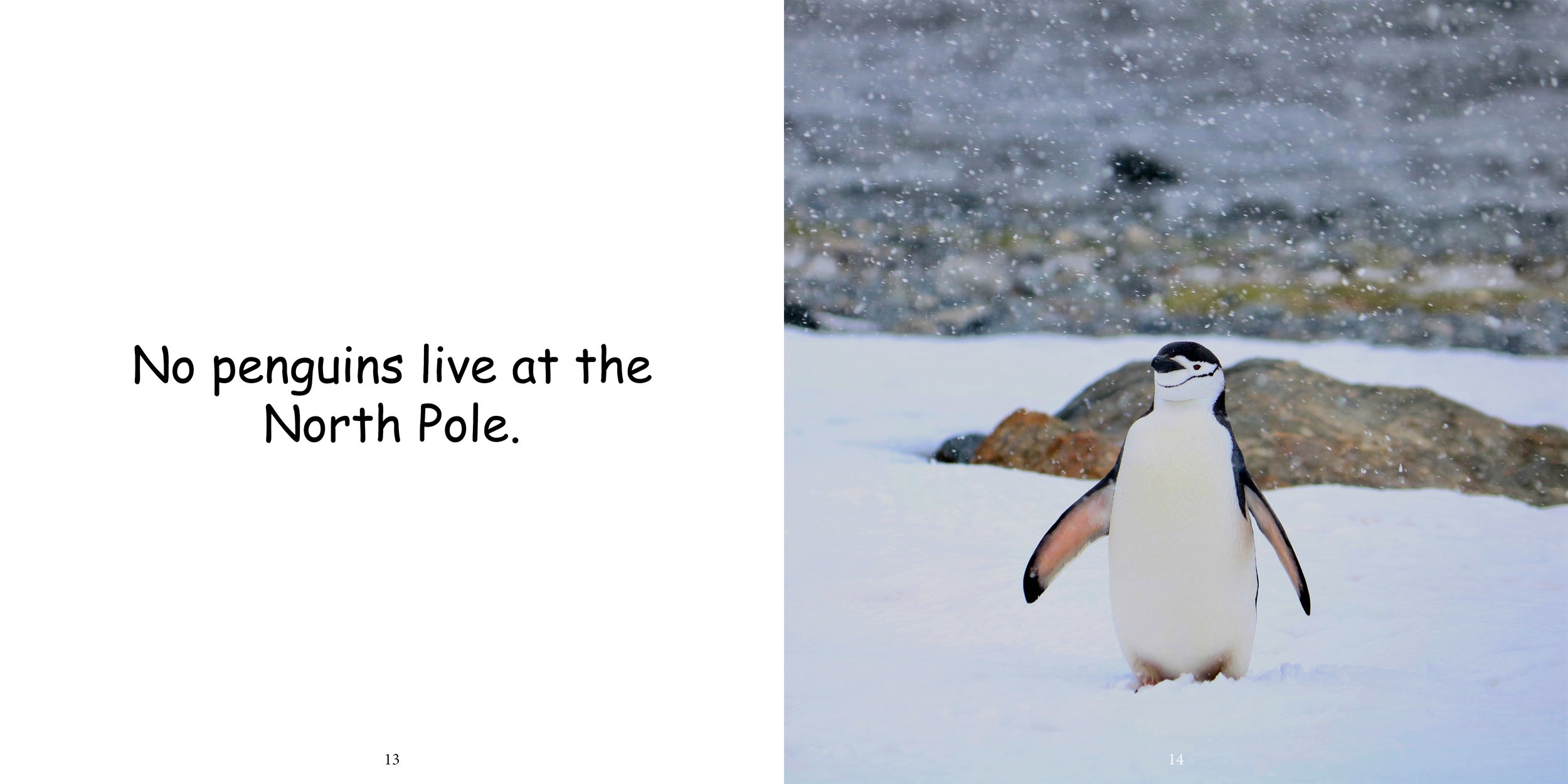 Everything about Penguins - Animal Series12.jpg