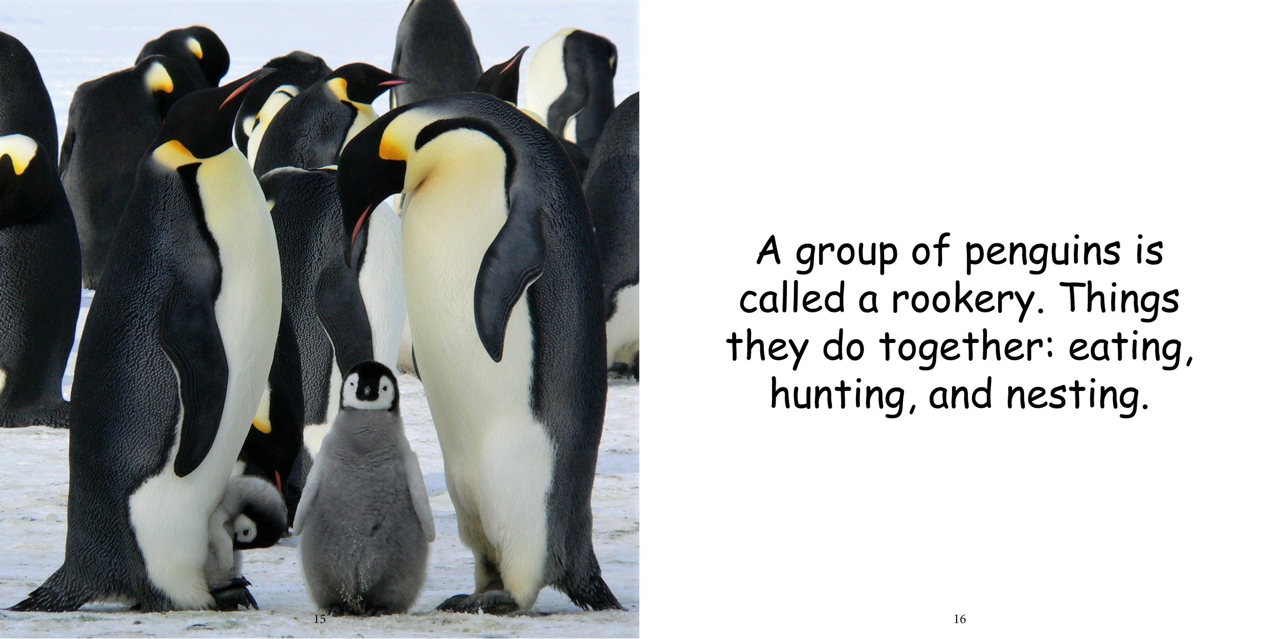 Everything about Penguins - Animal Series13.jpg