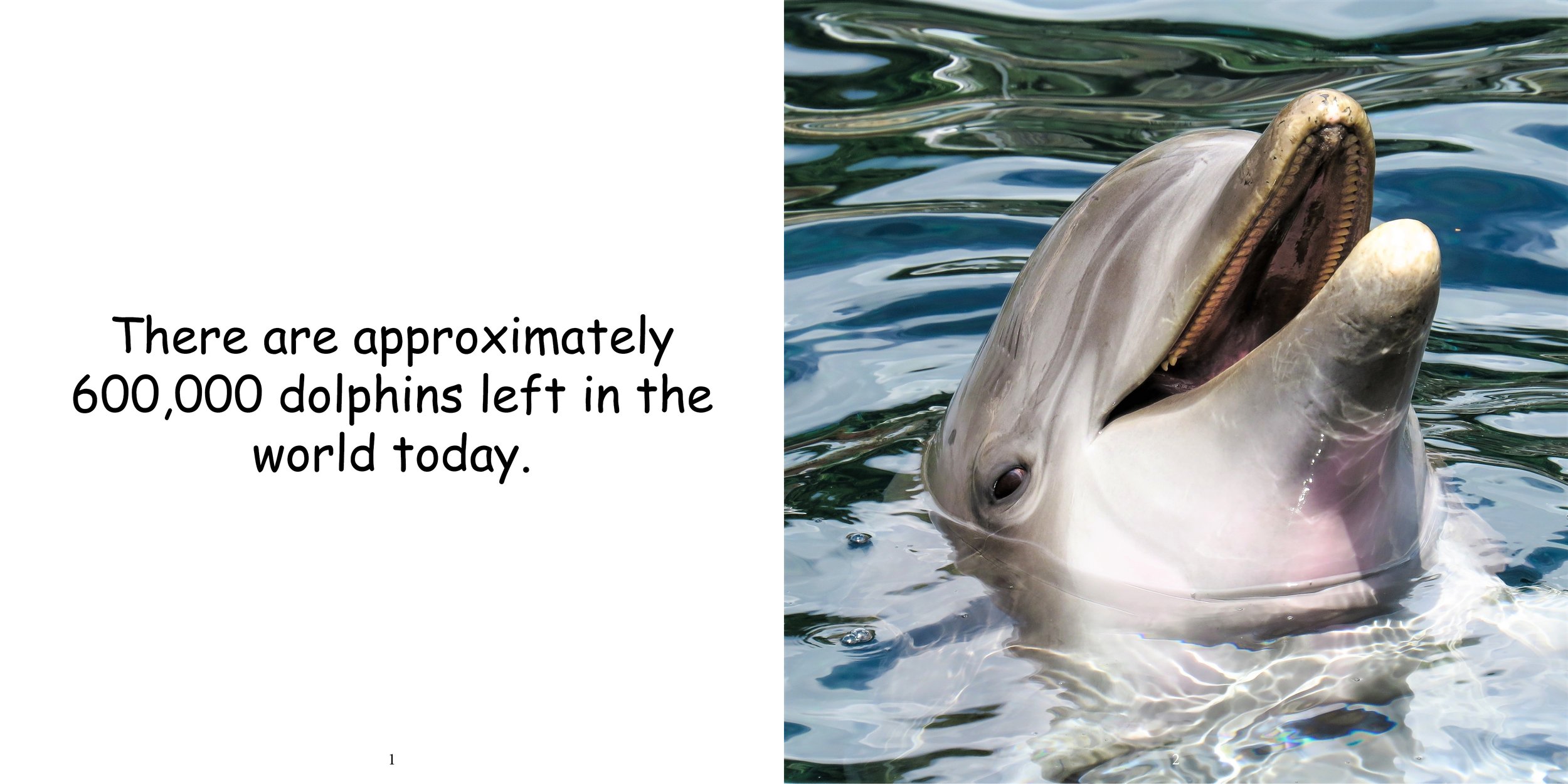 Everything about Dolphins - Animal Series6.jpg