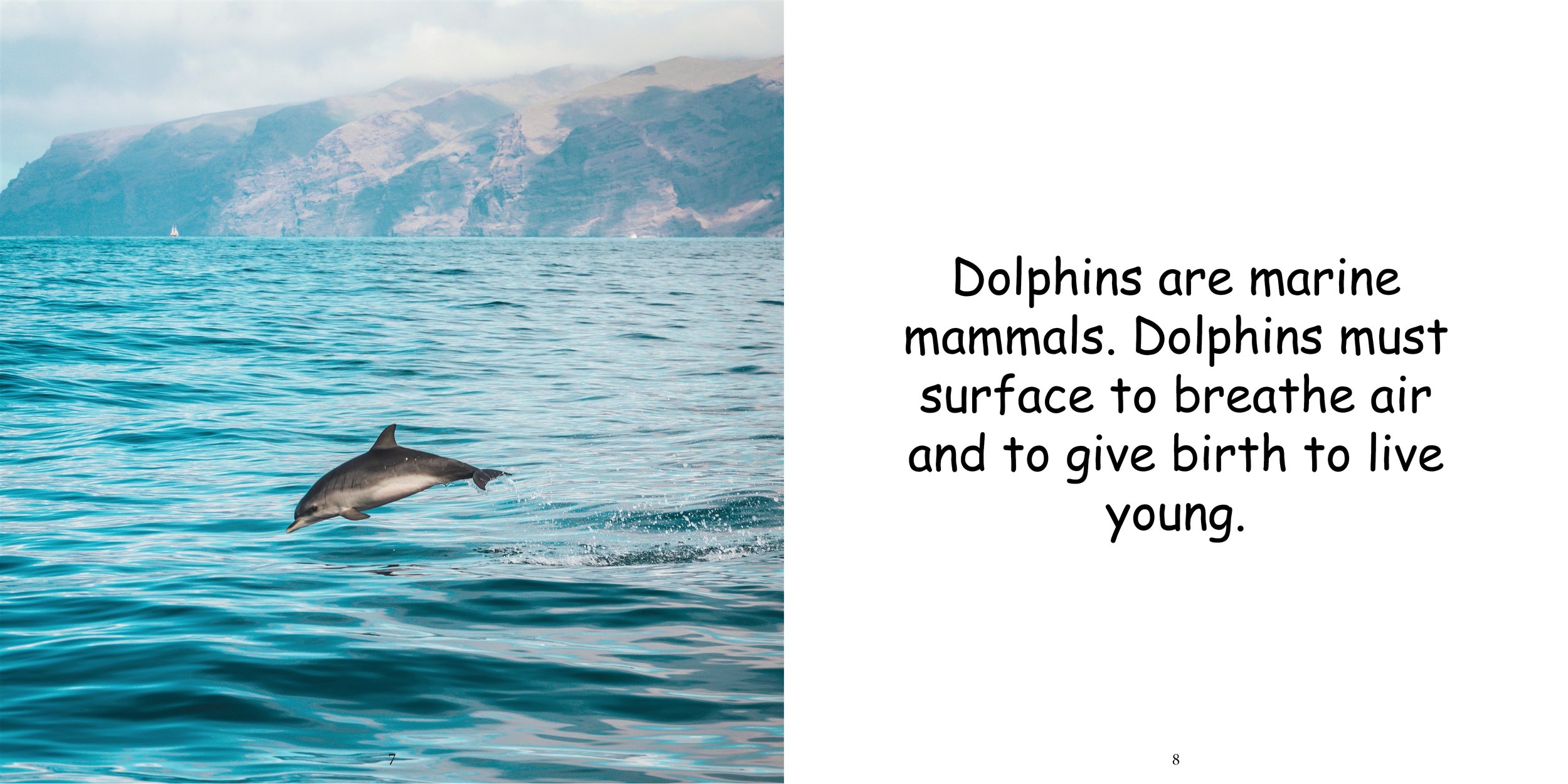 Everything about Dolphins - Animal Series9.jpg