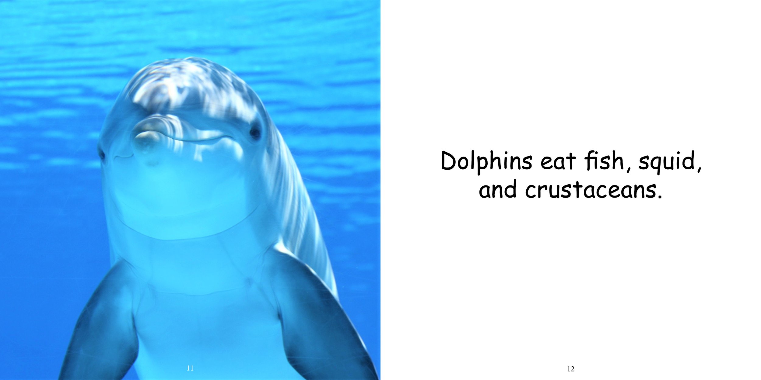 Everything about Dolphins - Animal Series11.jpg