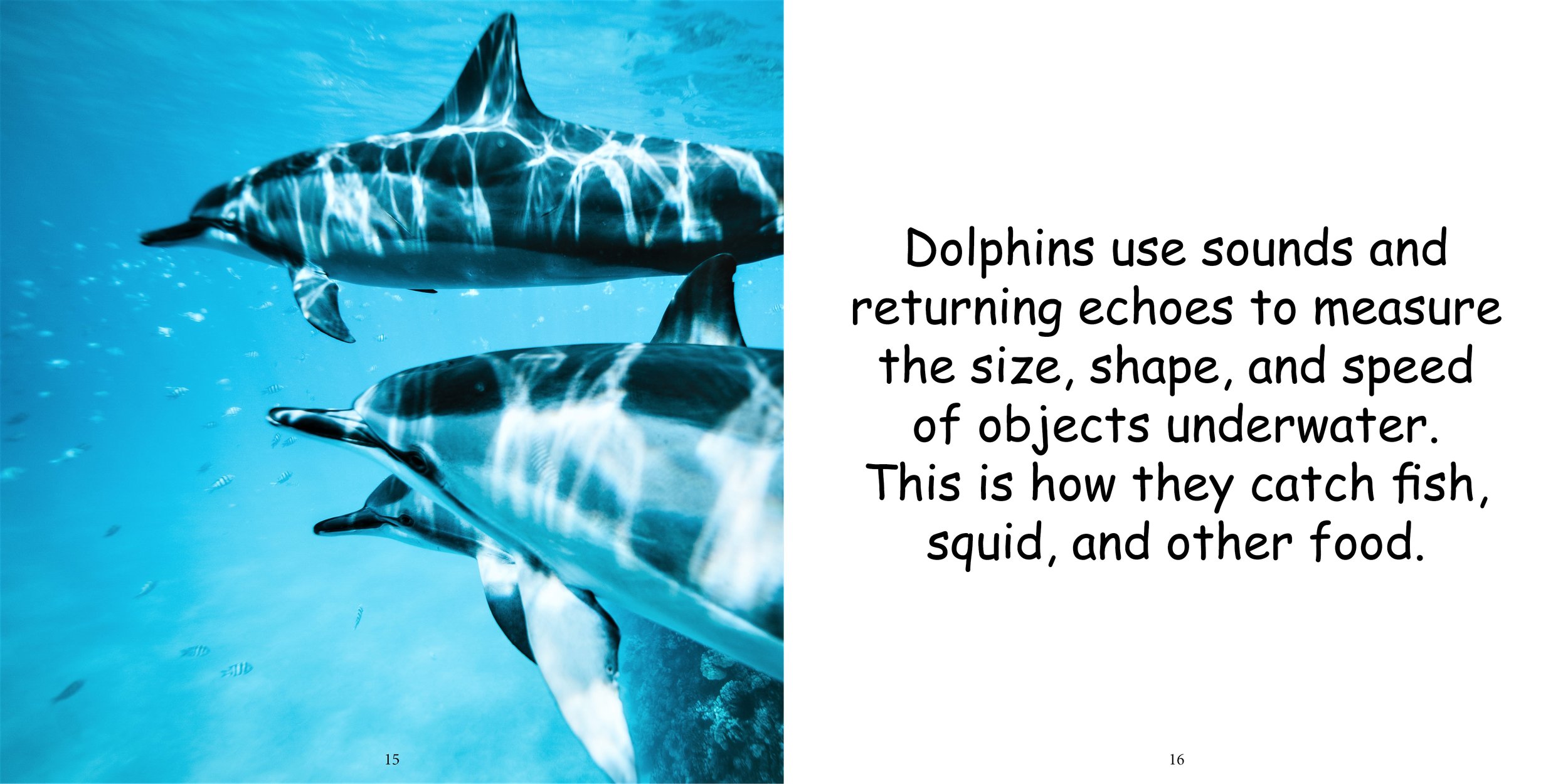 Everything about Dolphins - Animal Series13.jpg