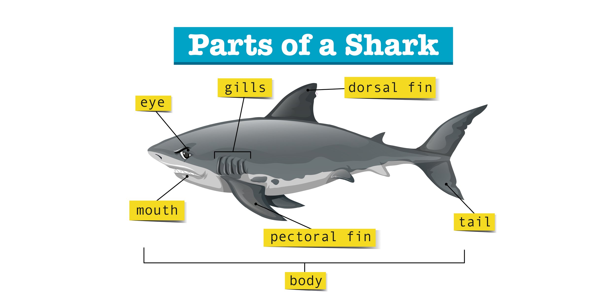 Everything about Shark - Animal Series5.jpg