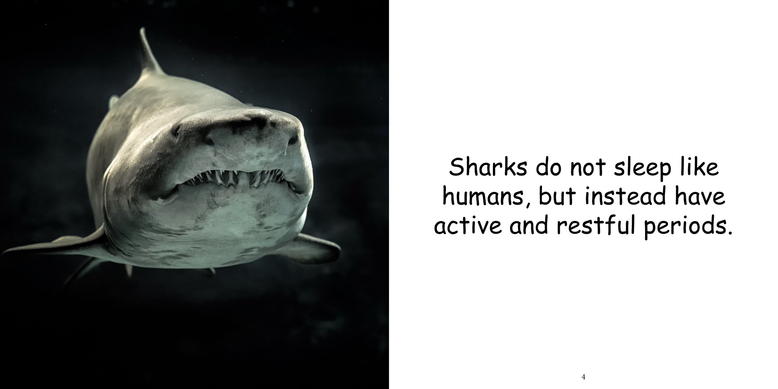 Everything about Shark - Animal Series7.jpg