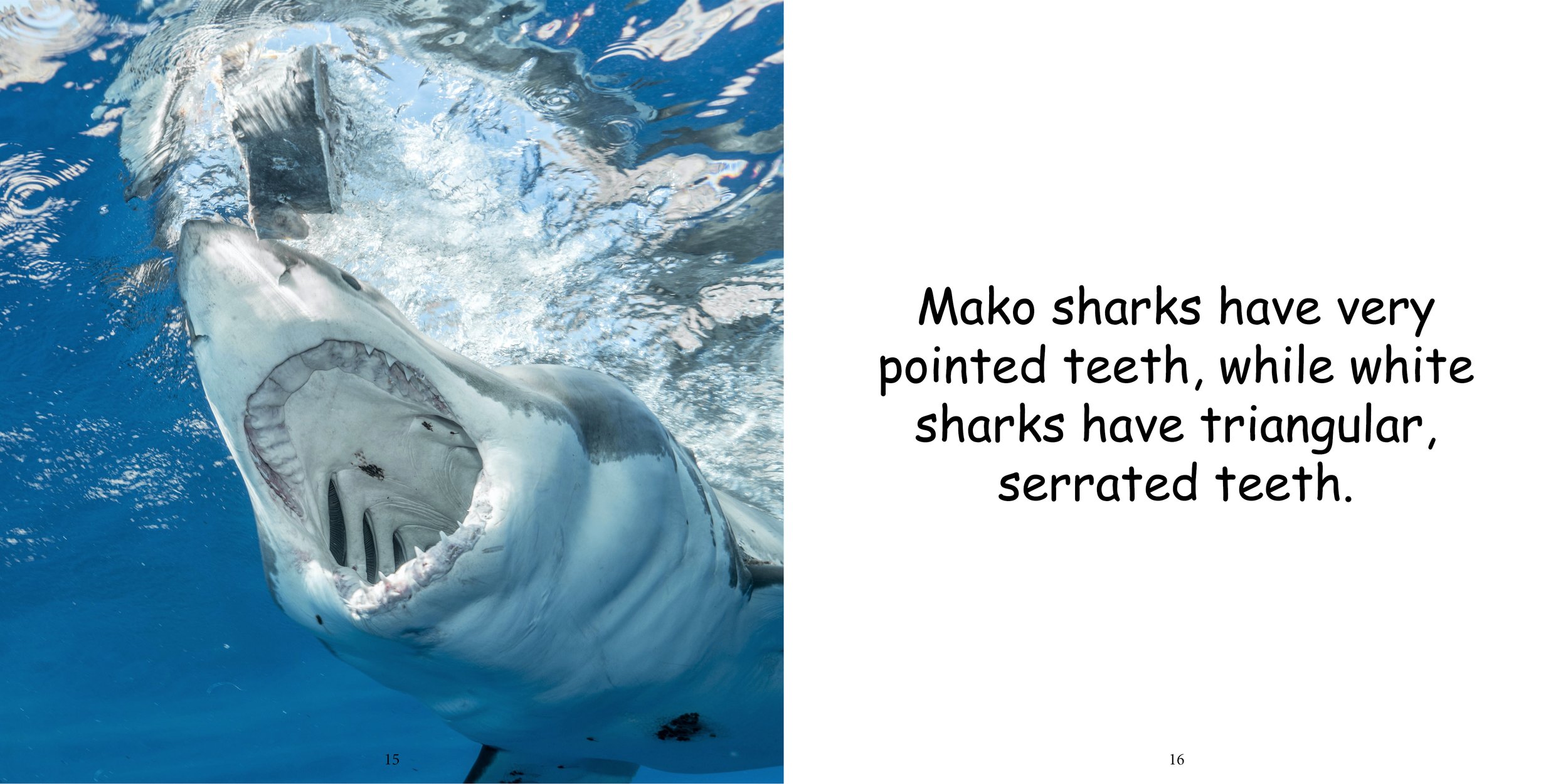 Everything about Shark - Animal Series13.jpg