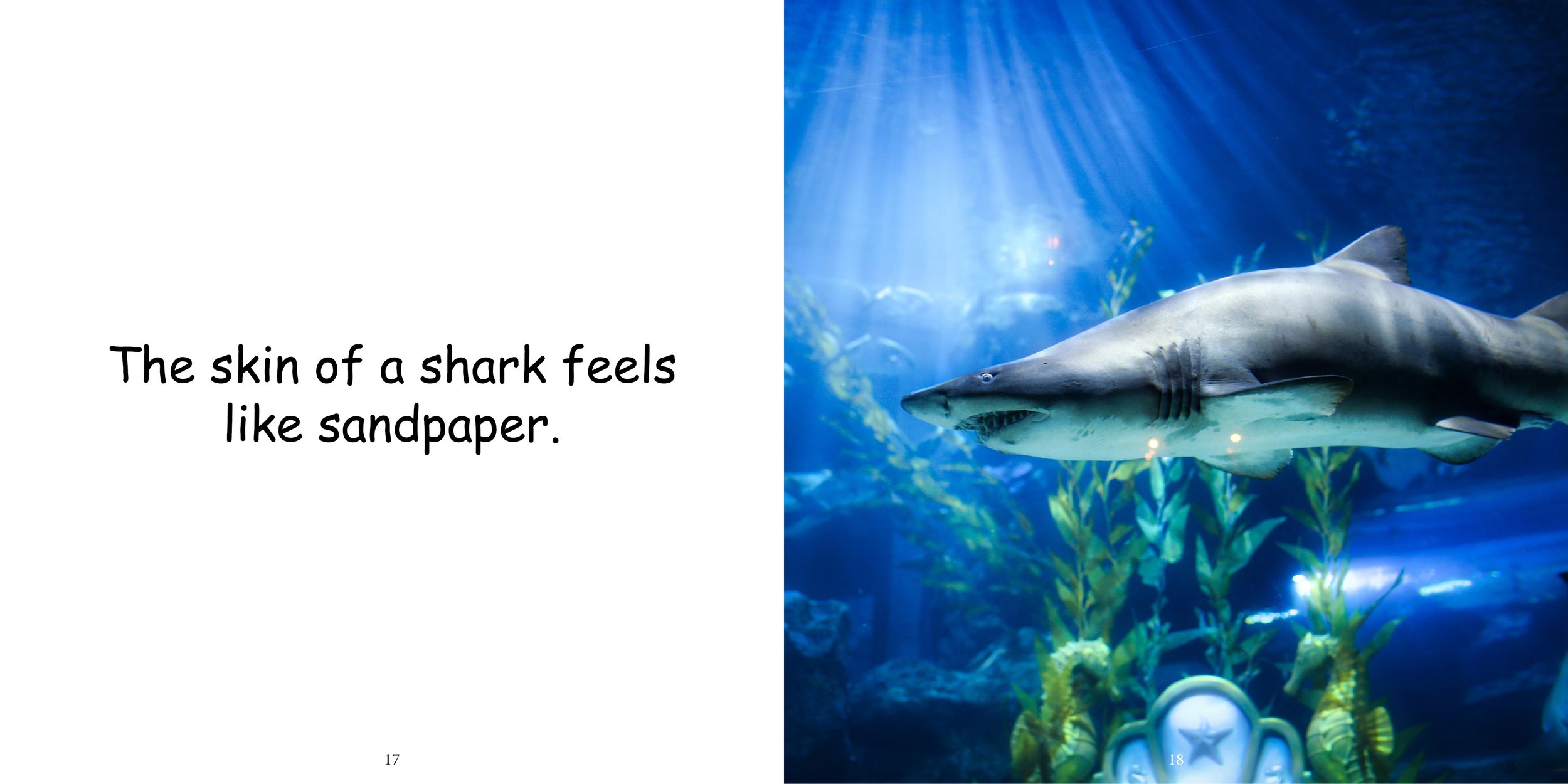 Everything about Shark - Animal Series14.jpg