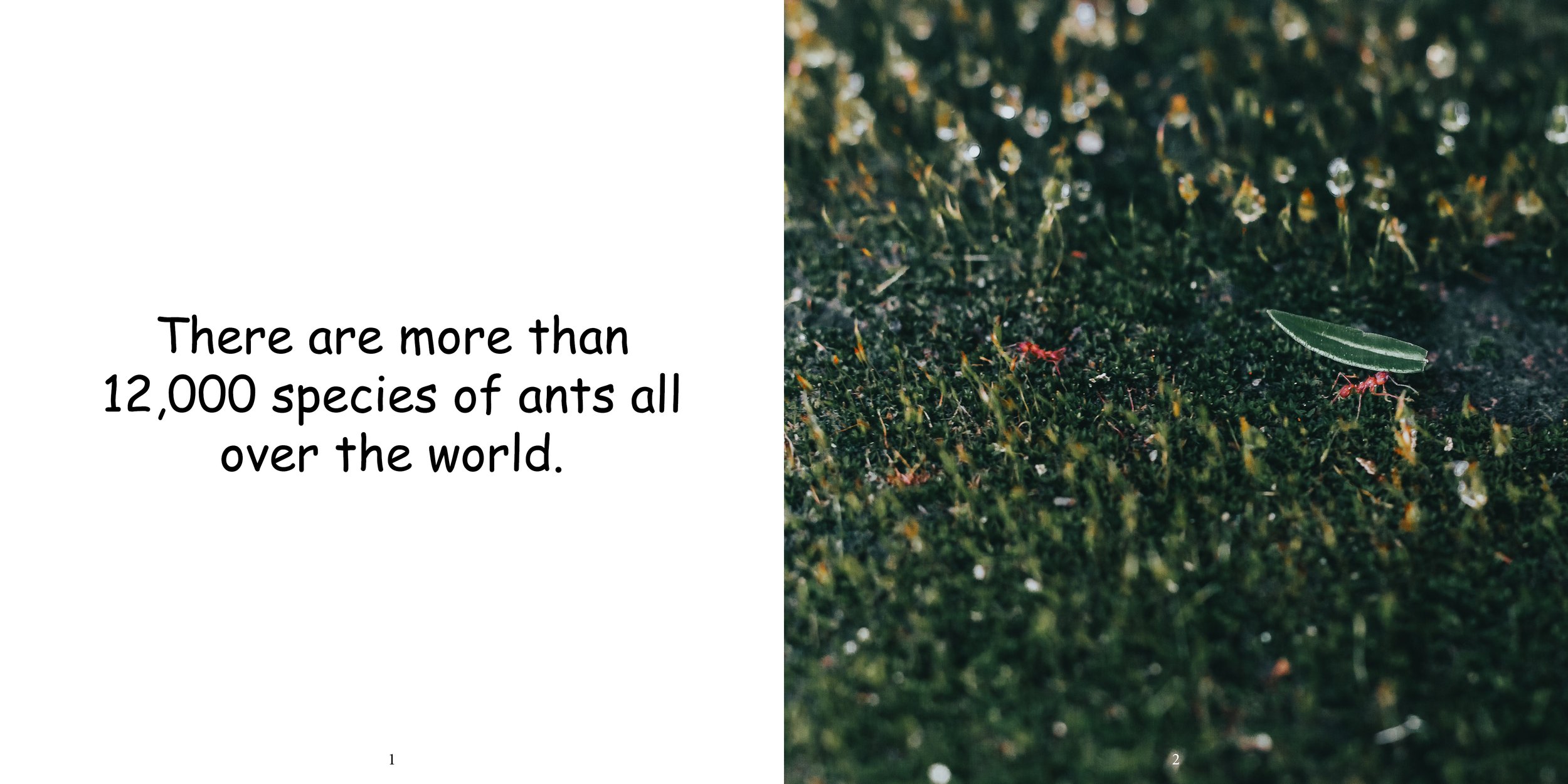 Everything about Ants - Animal Series5.jpg