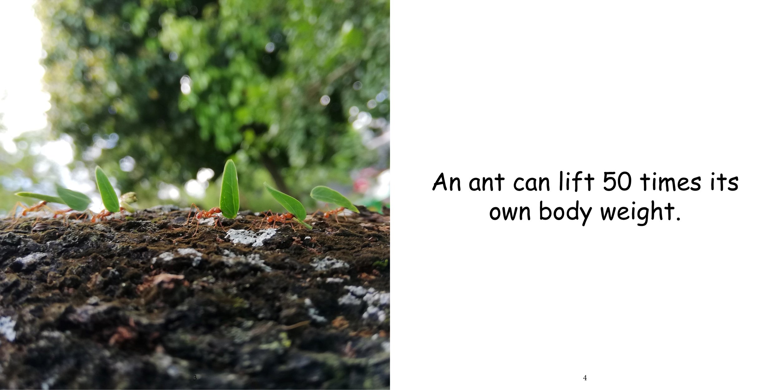 Everything about Ants - Animal Series6.jpg