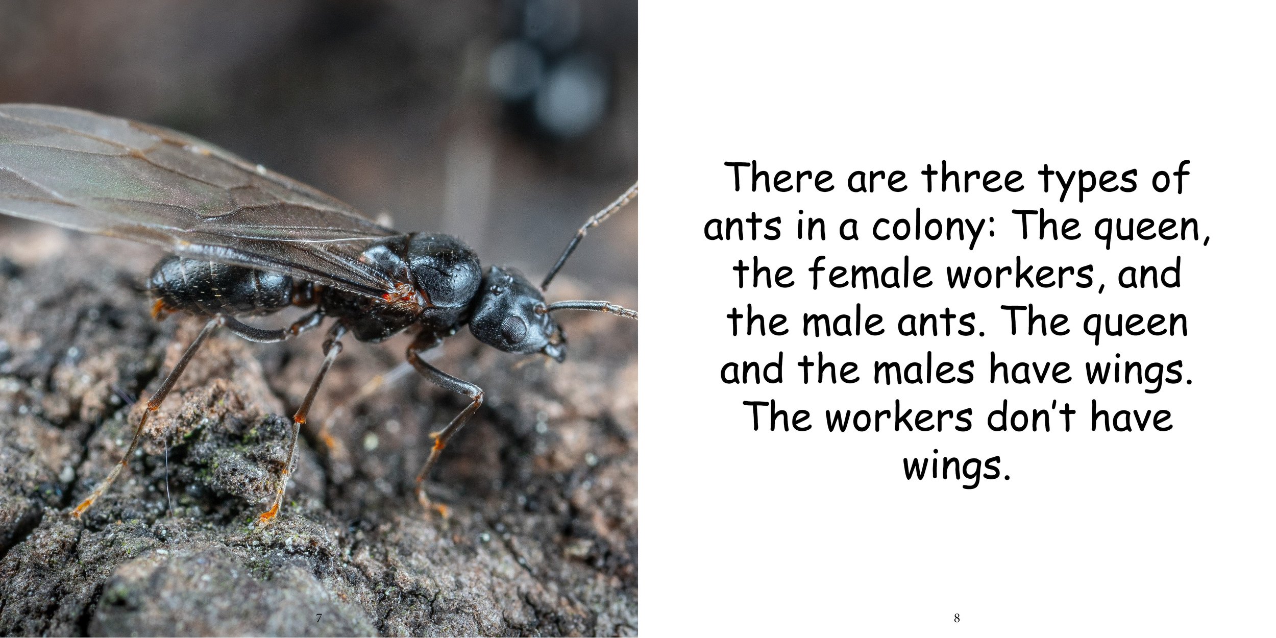 Everything about Ants - Animal Series8.jpg