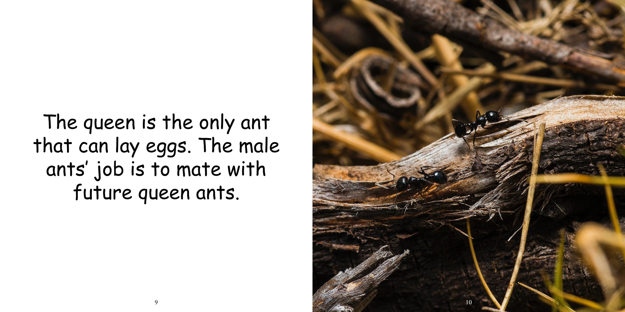 Everything about Ants - Animal Series9.jpg