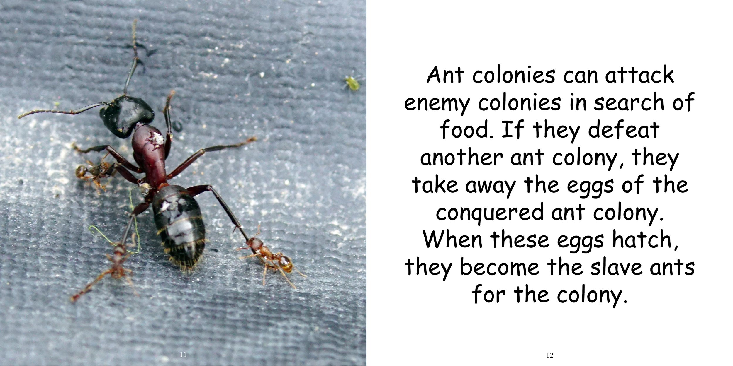 Everything about Ants - Animal Series10.jpg