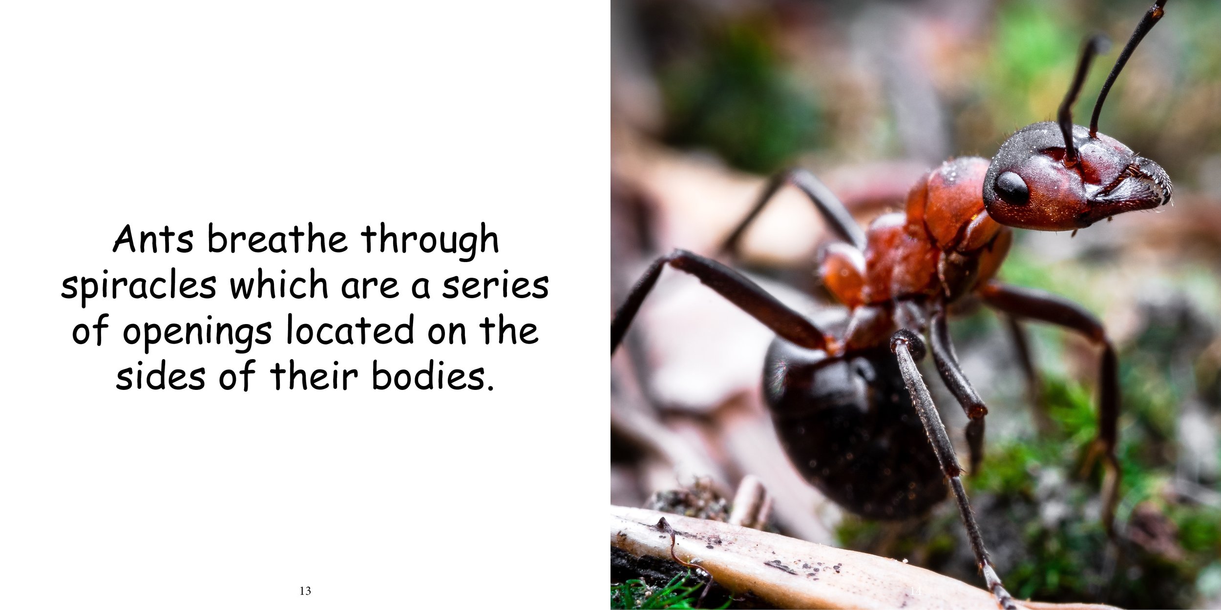 Everything about Ants - Animal Series11.jpg