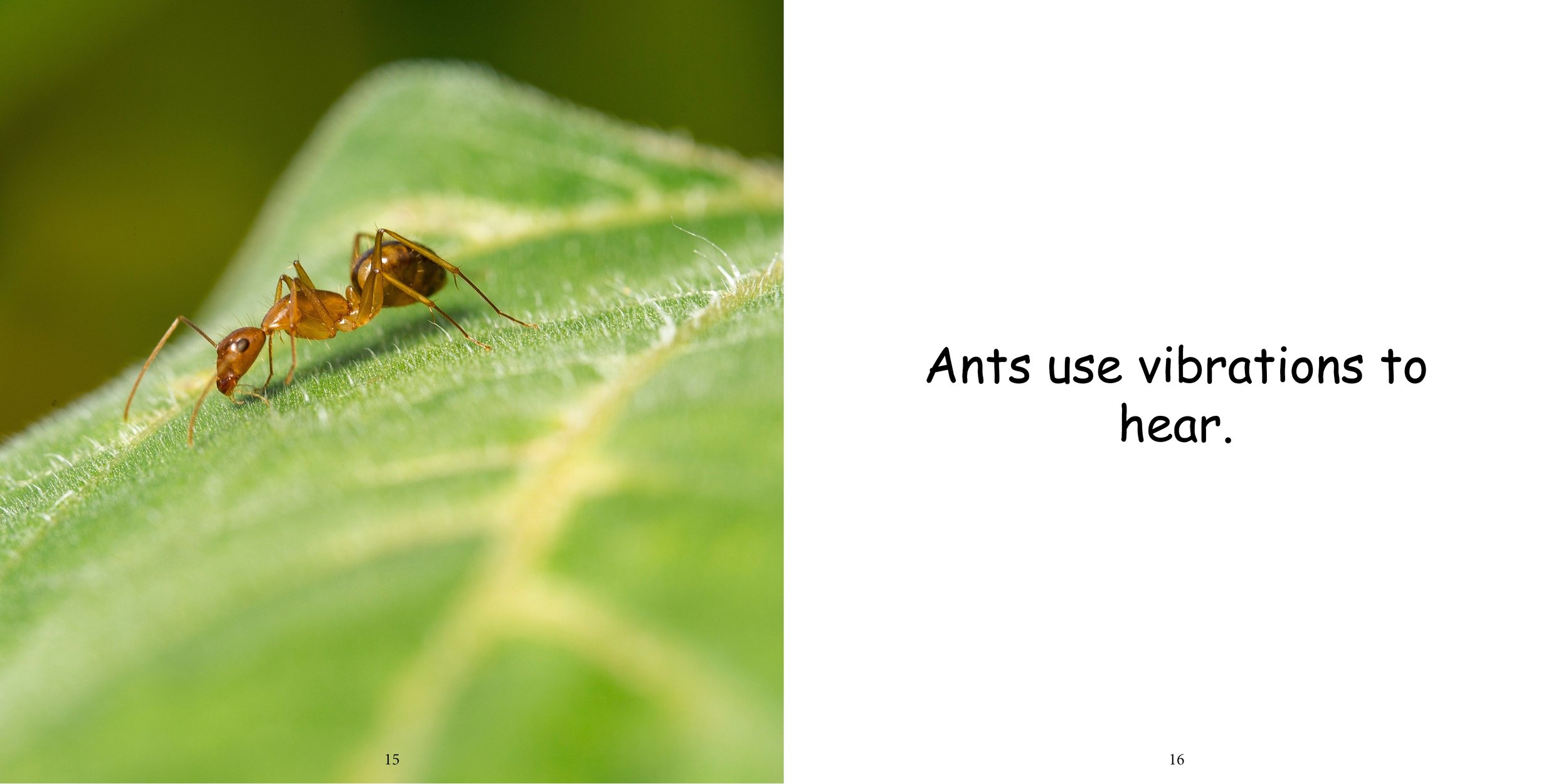 Everything about Ants - Animal Series12.jpg