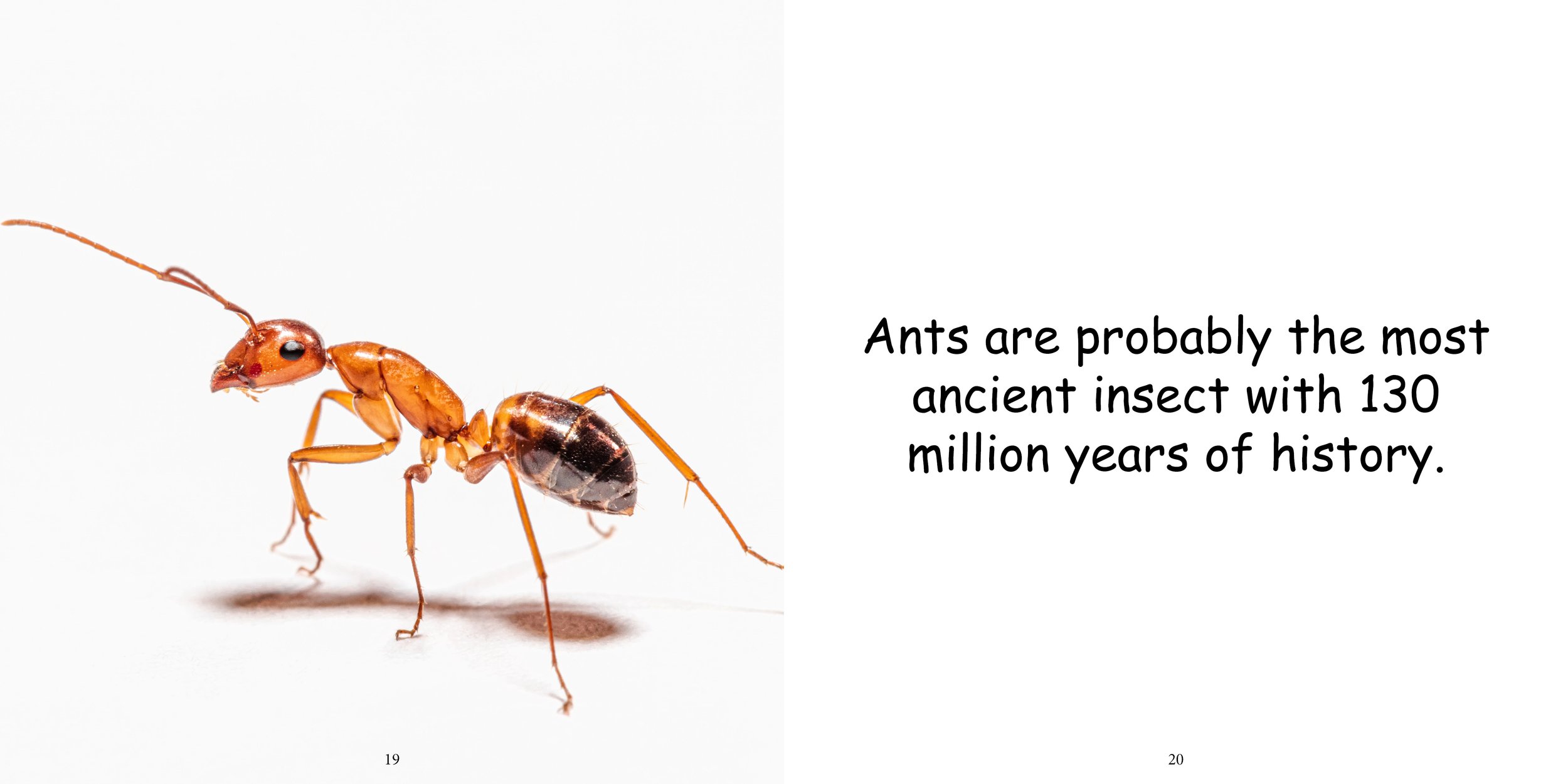 Everything about Ants - Animal Series14.jpg