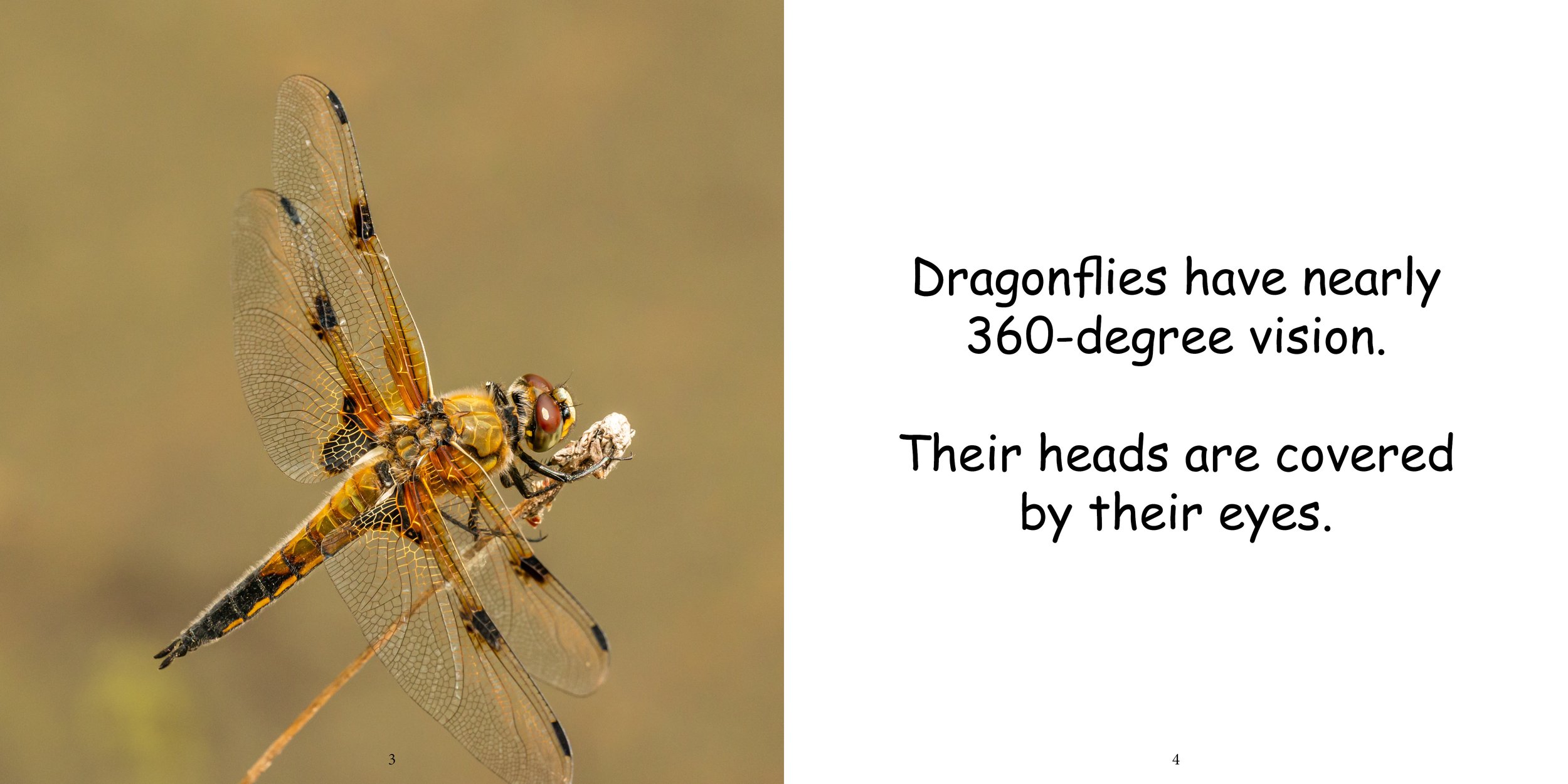 Everything about Dragonflies - Animal Series6.jpg