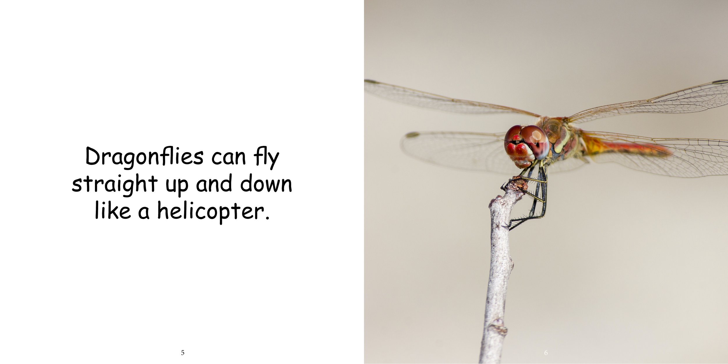 Everything about Dragonflies - Animal Series7.jpg