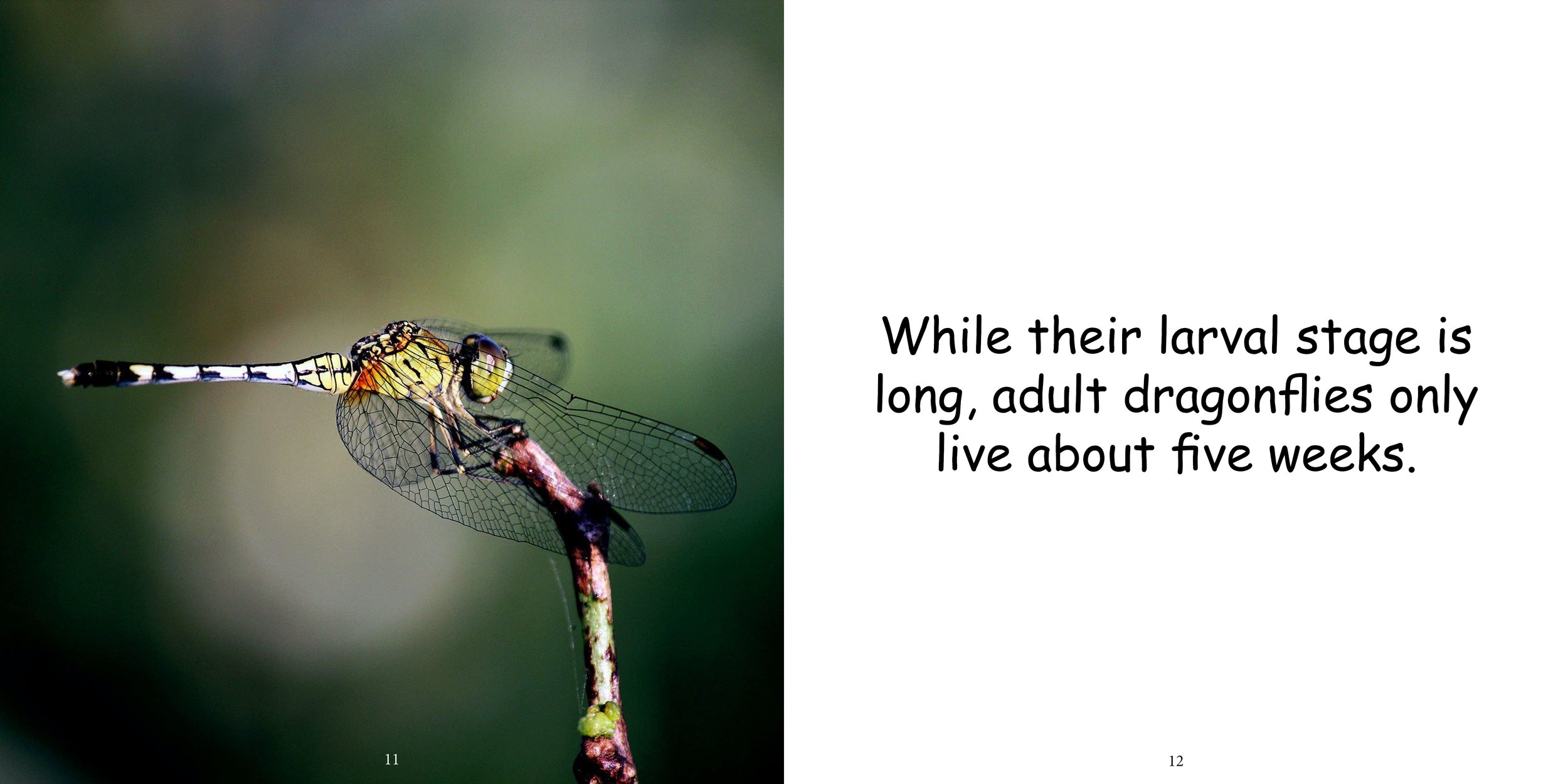 Everything about Dragonflies - Animal Series10.jpg