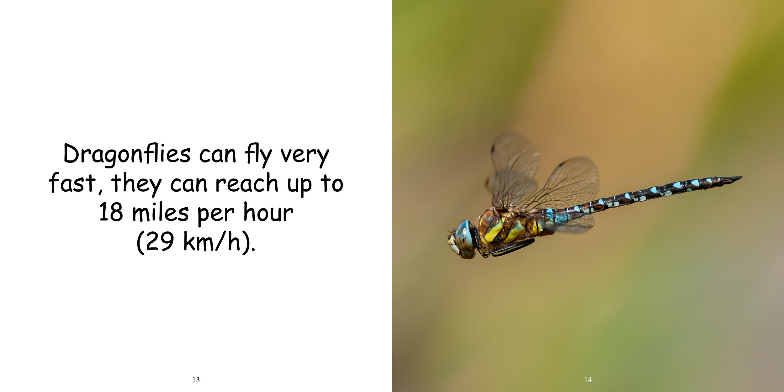 Everything about Dragonflies - Animal Series11.jpg