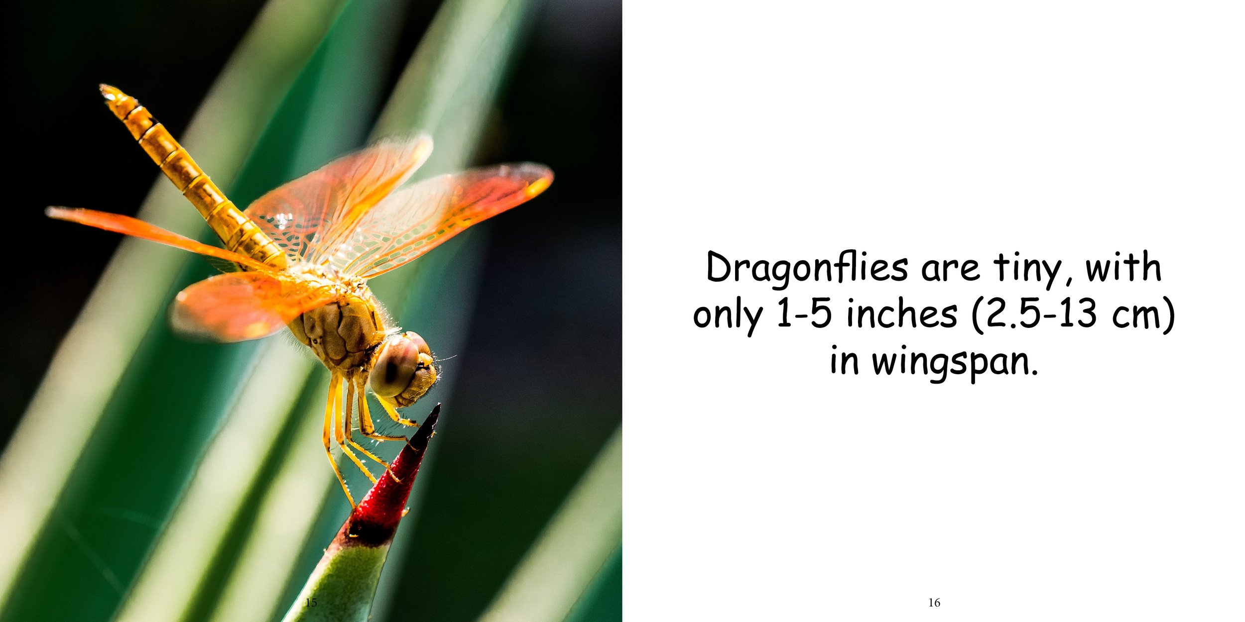 Everything about Dragonflies - Animal Series12.jpg