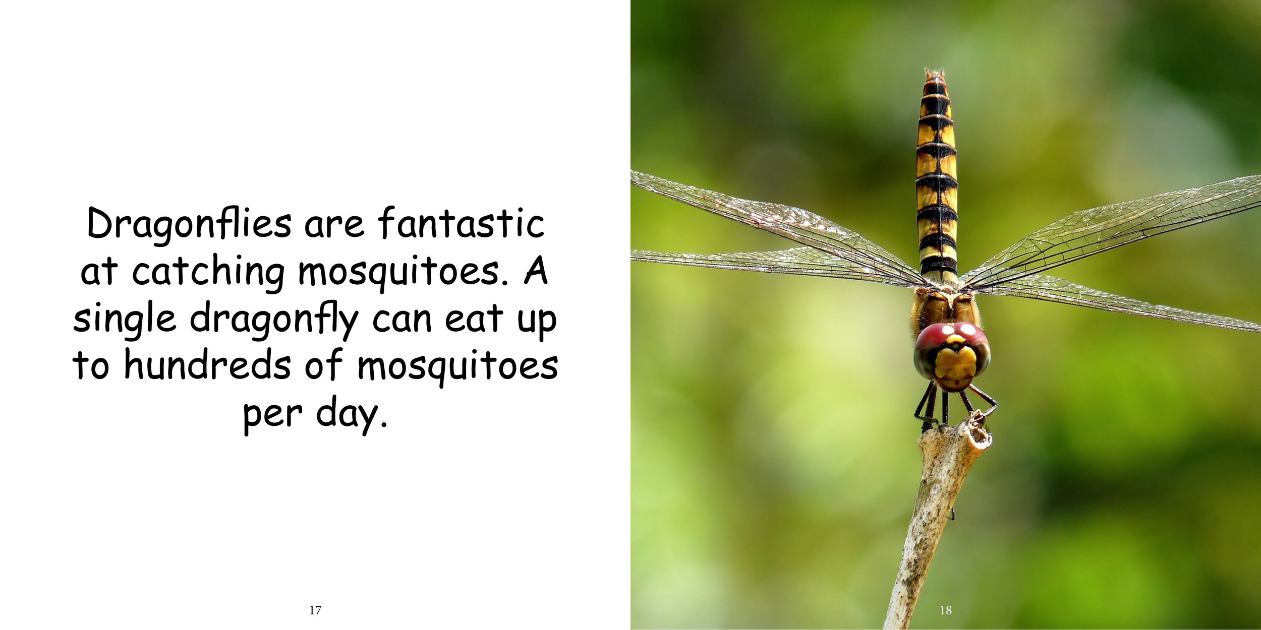 Everything about Dragonflies - Animal Series13.jpg