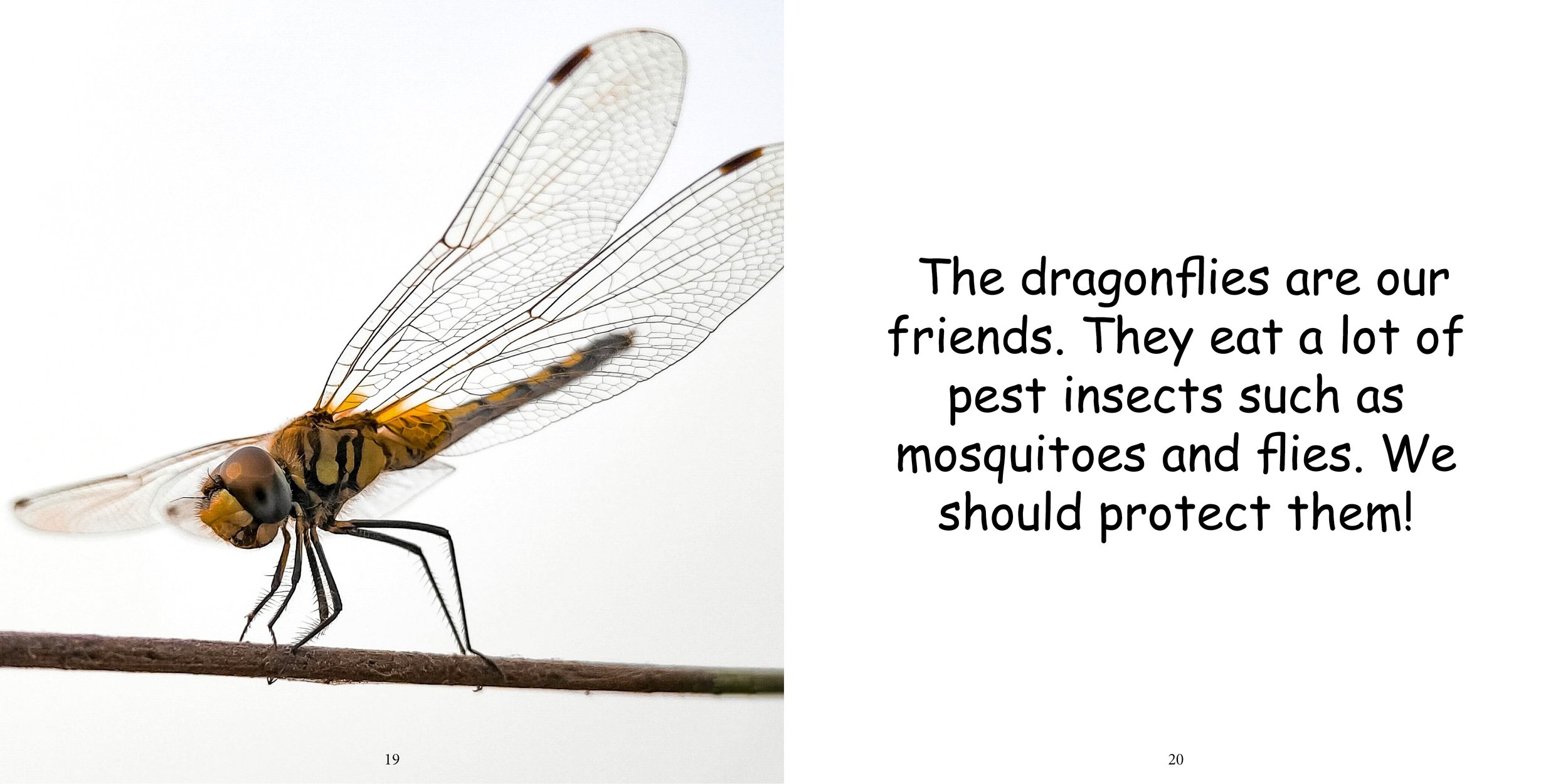 Everything about Dragonflies - Animal Series14.jpg