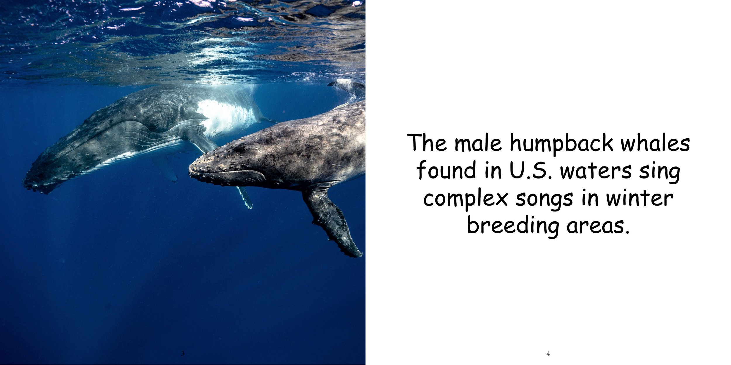 Everything about Whales - Animal Series6.jpg