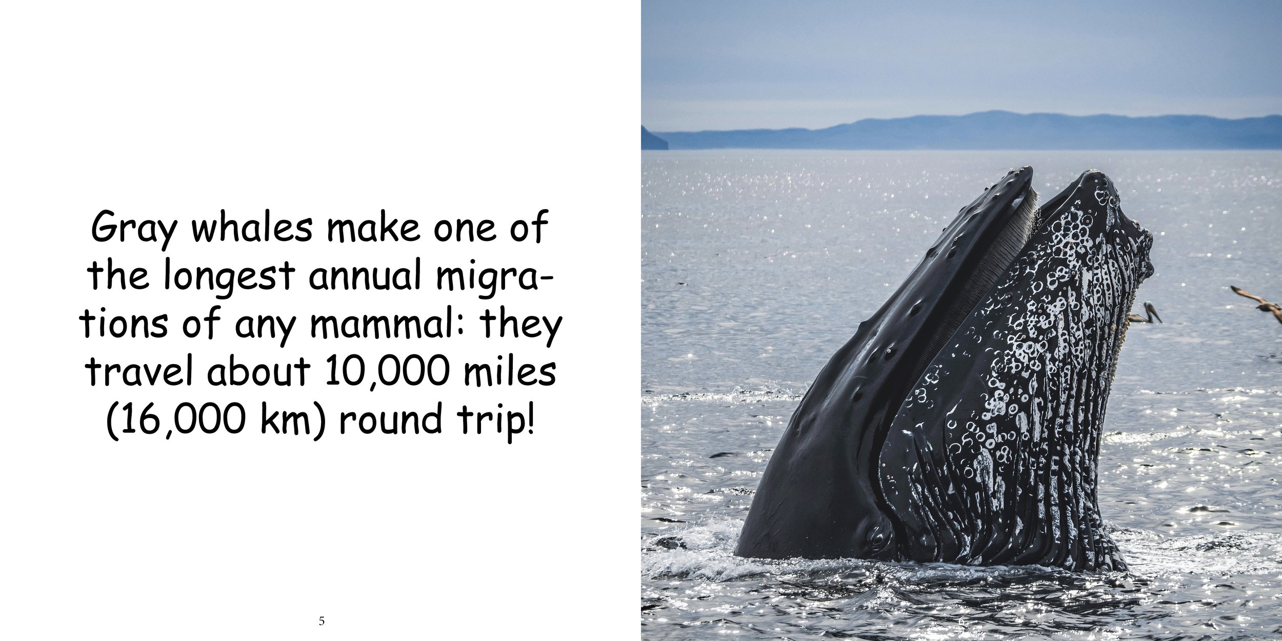 Everything about Whales - Animal Series7.jpg
