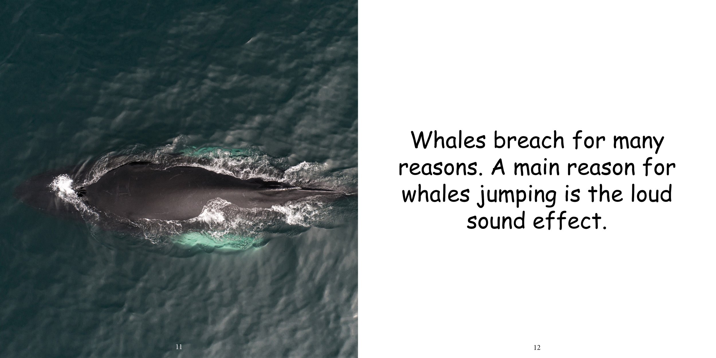Everything about Whales - Animal Series10.jpg